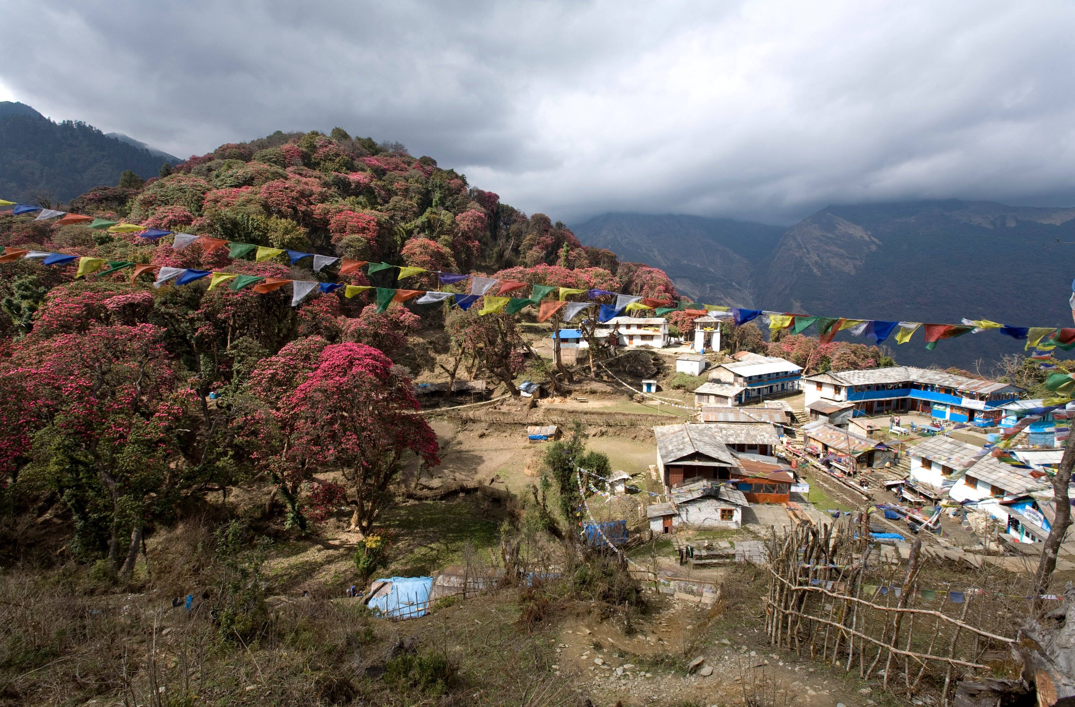Ghorepani - Deurali (3090 m) – Banthanti – Tadapani (2600m)