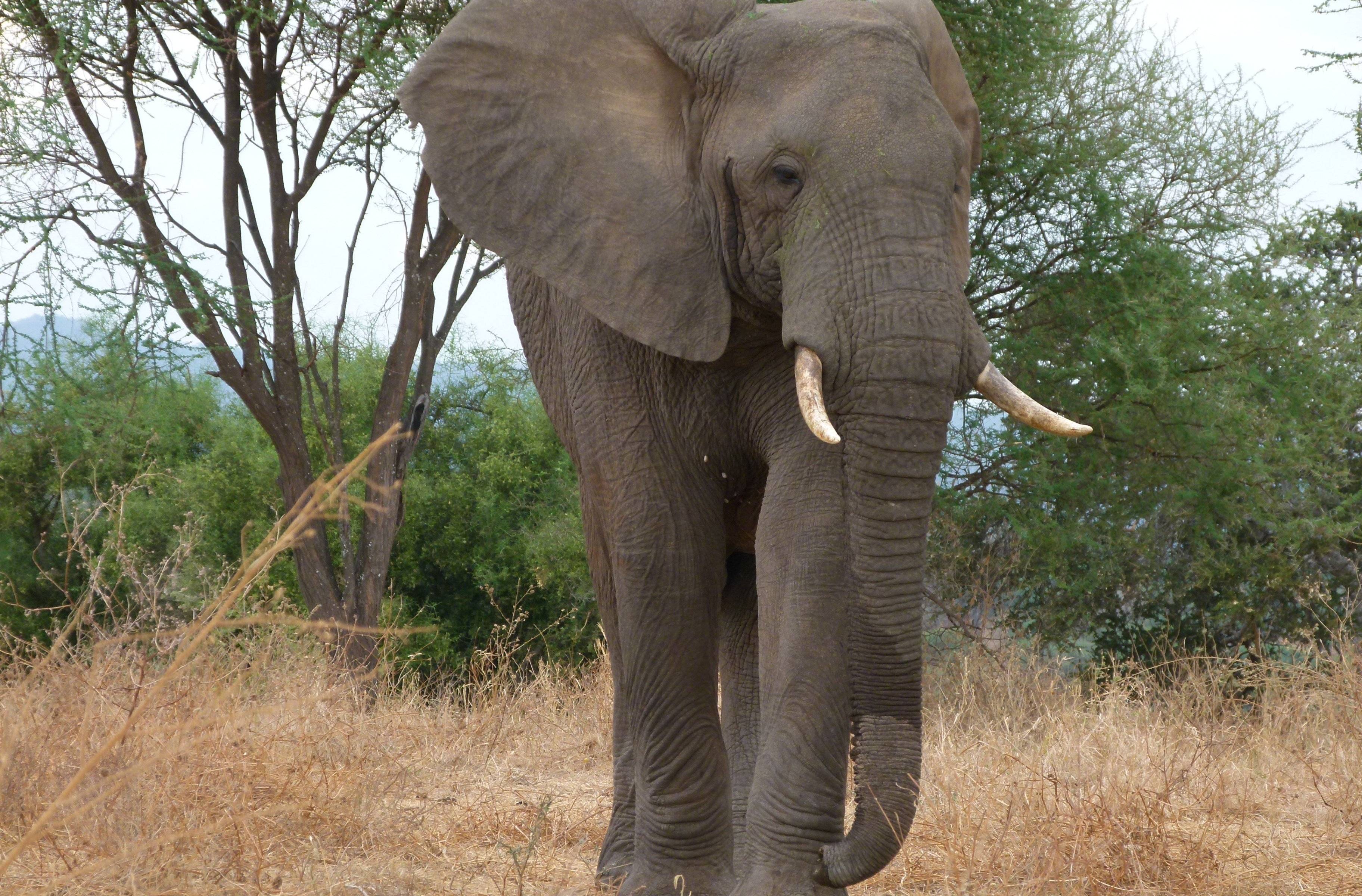 Elefanten unter Boababbäumen im Tarangire-Nationalpark