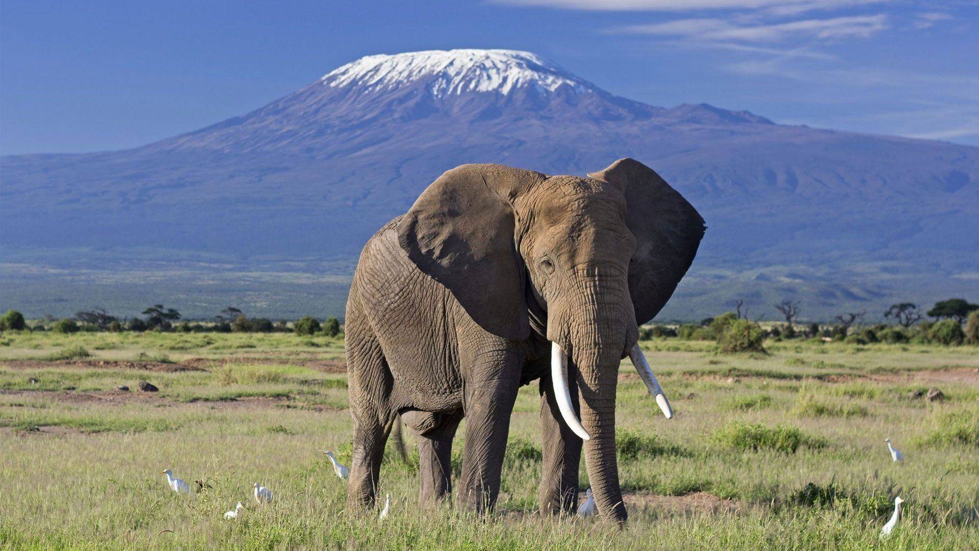 Journée de safari dans le parc d'Amboseli