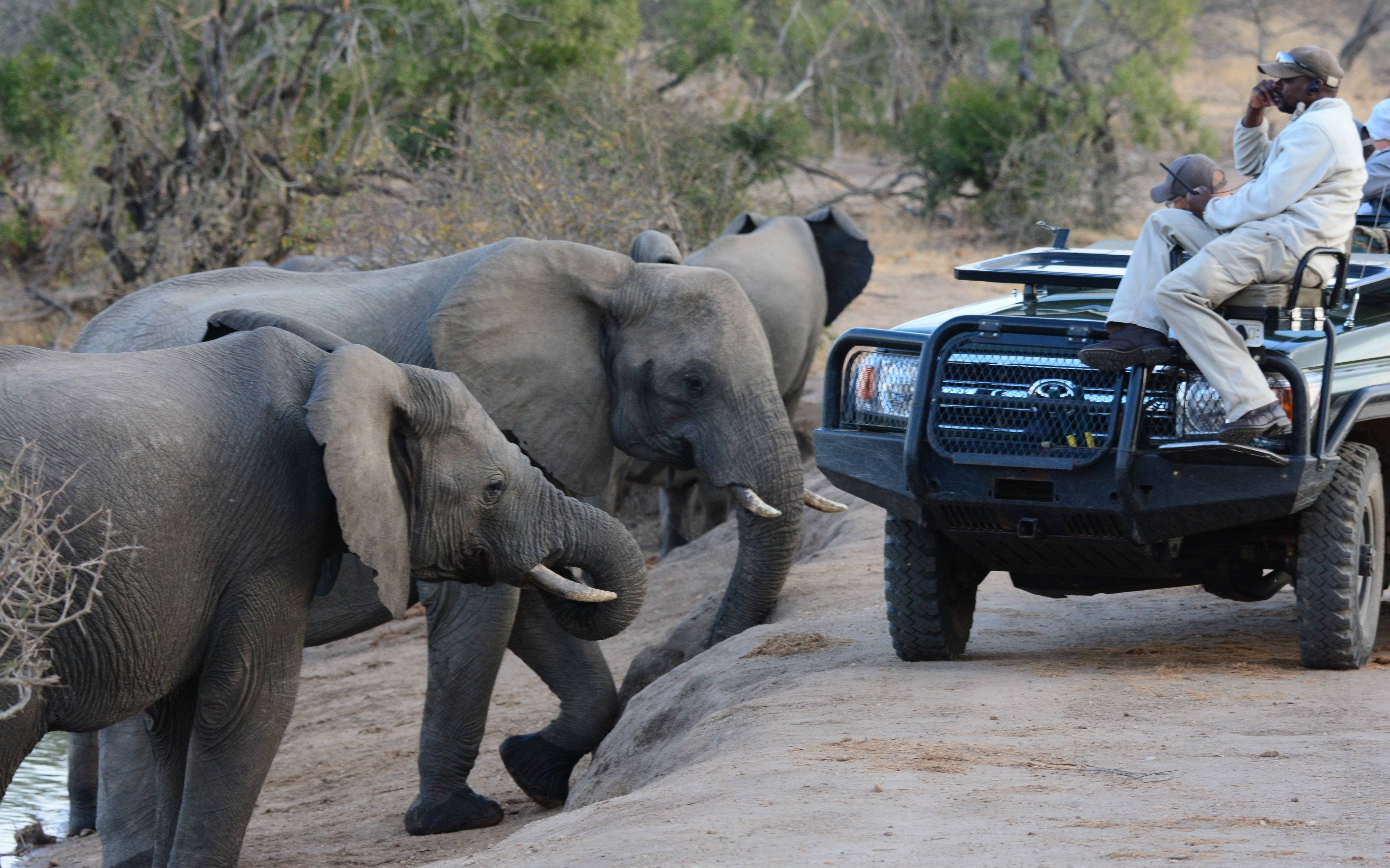 Safari al Kruger National Park