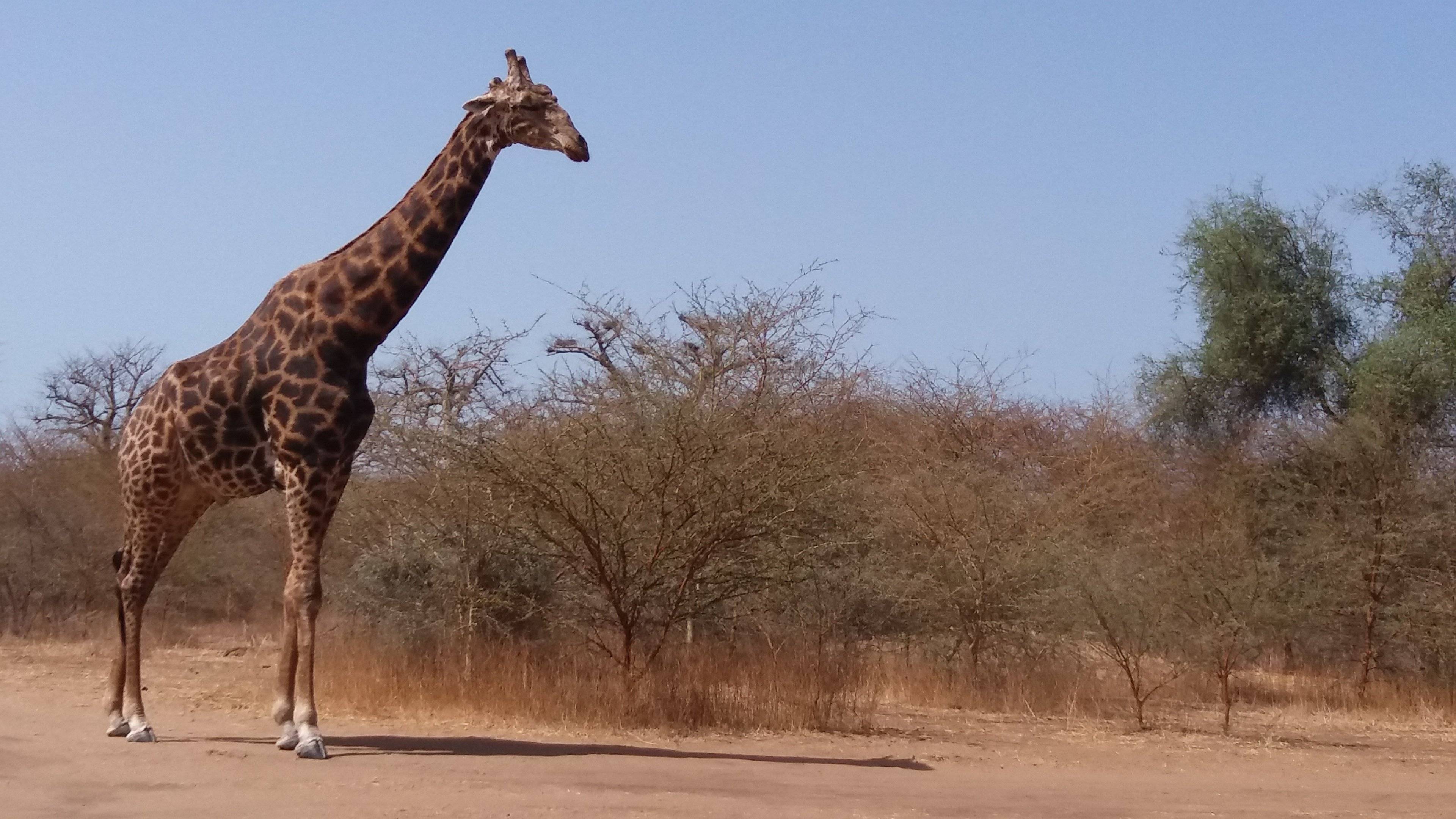 Safari à Bandia