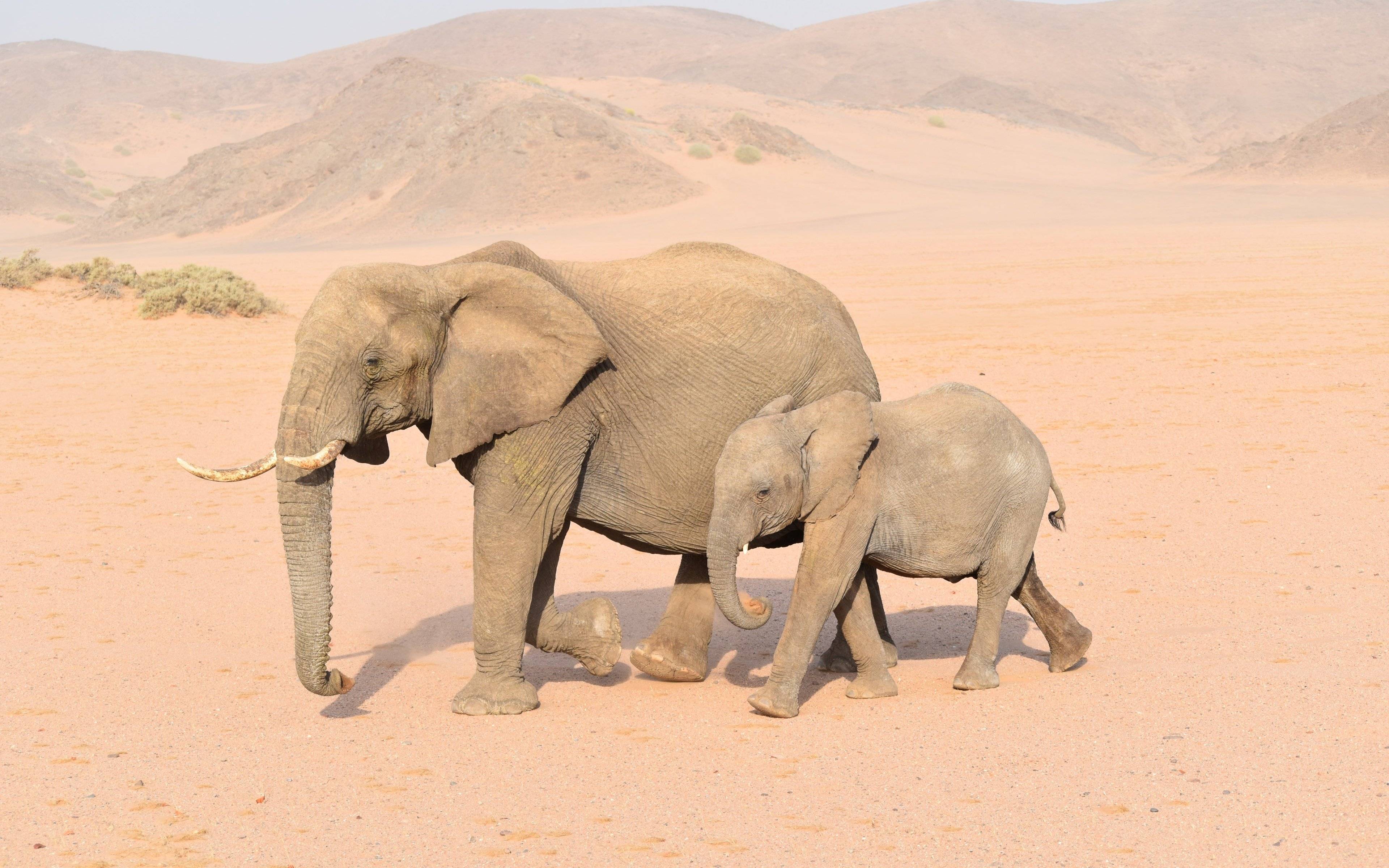Trek et excursion guidée privative sur les traces des éléphants du désert