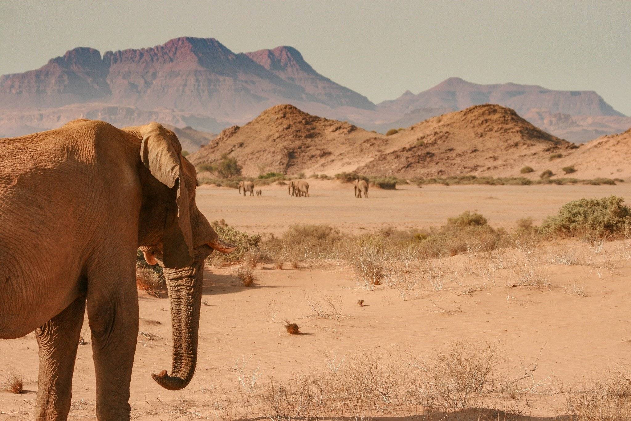 Art rupestre et éléphants du désert à Twyfelfontein