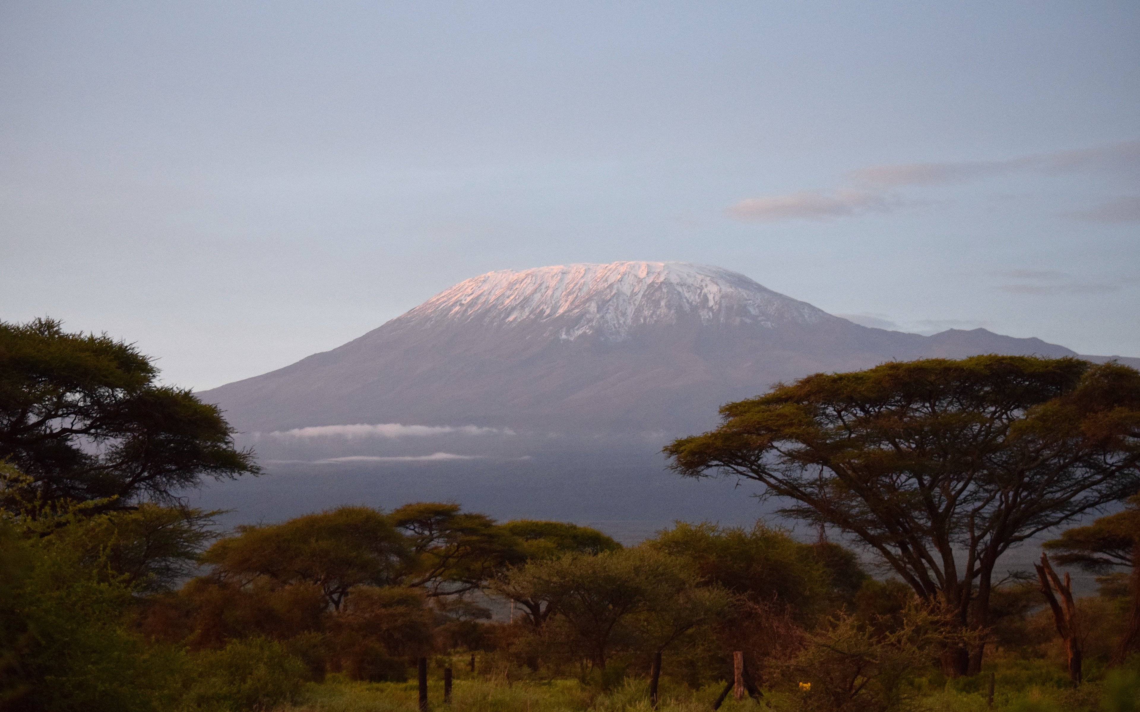 Safari aux pieds du Kilimanjaro
