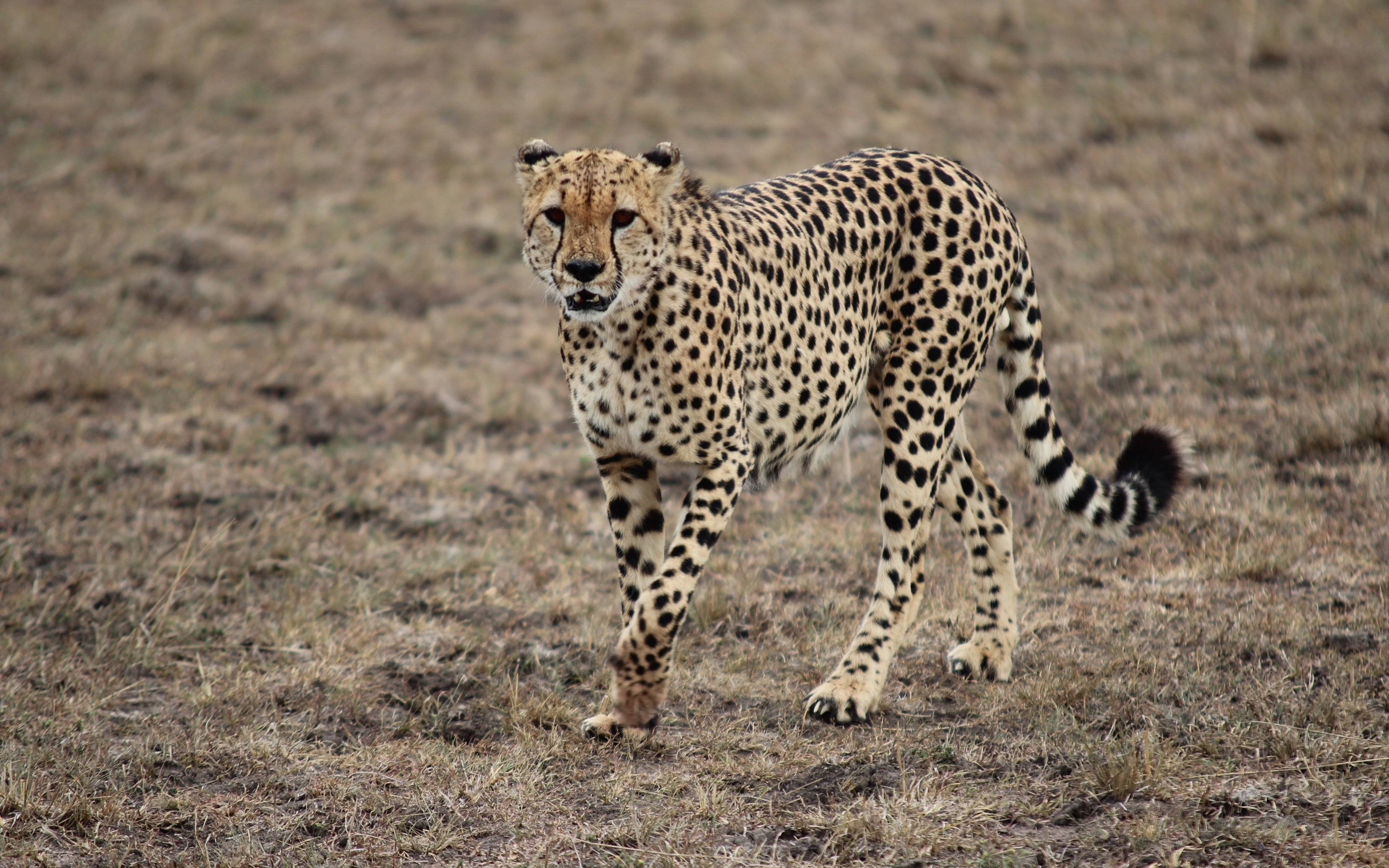 Safari dans les plaines infinies de Masai Mara