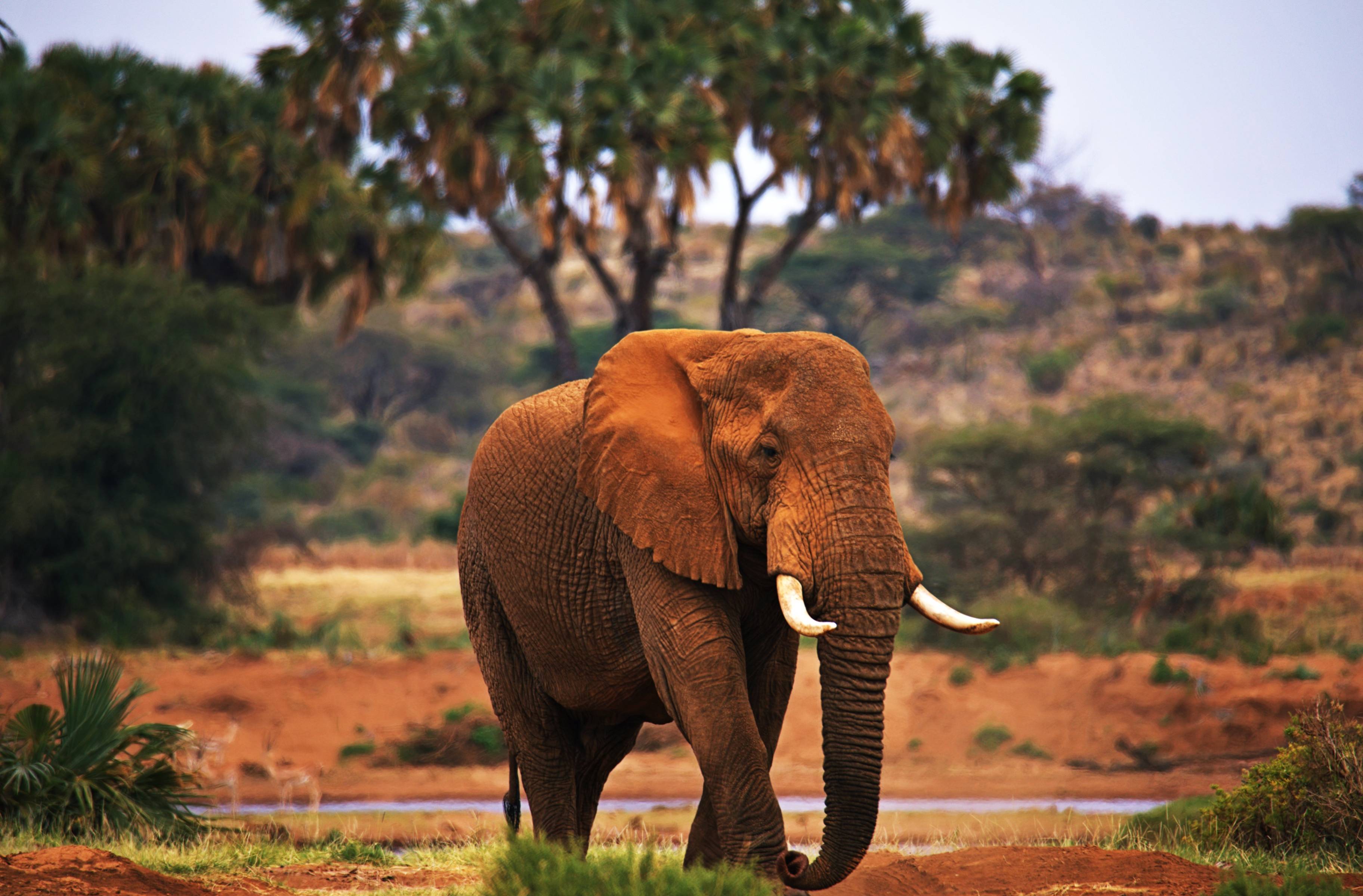 Los elefantes rojos del Parque Nacional Tsavo West