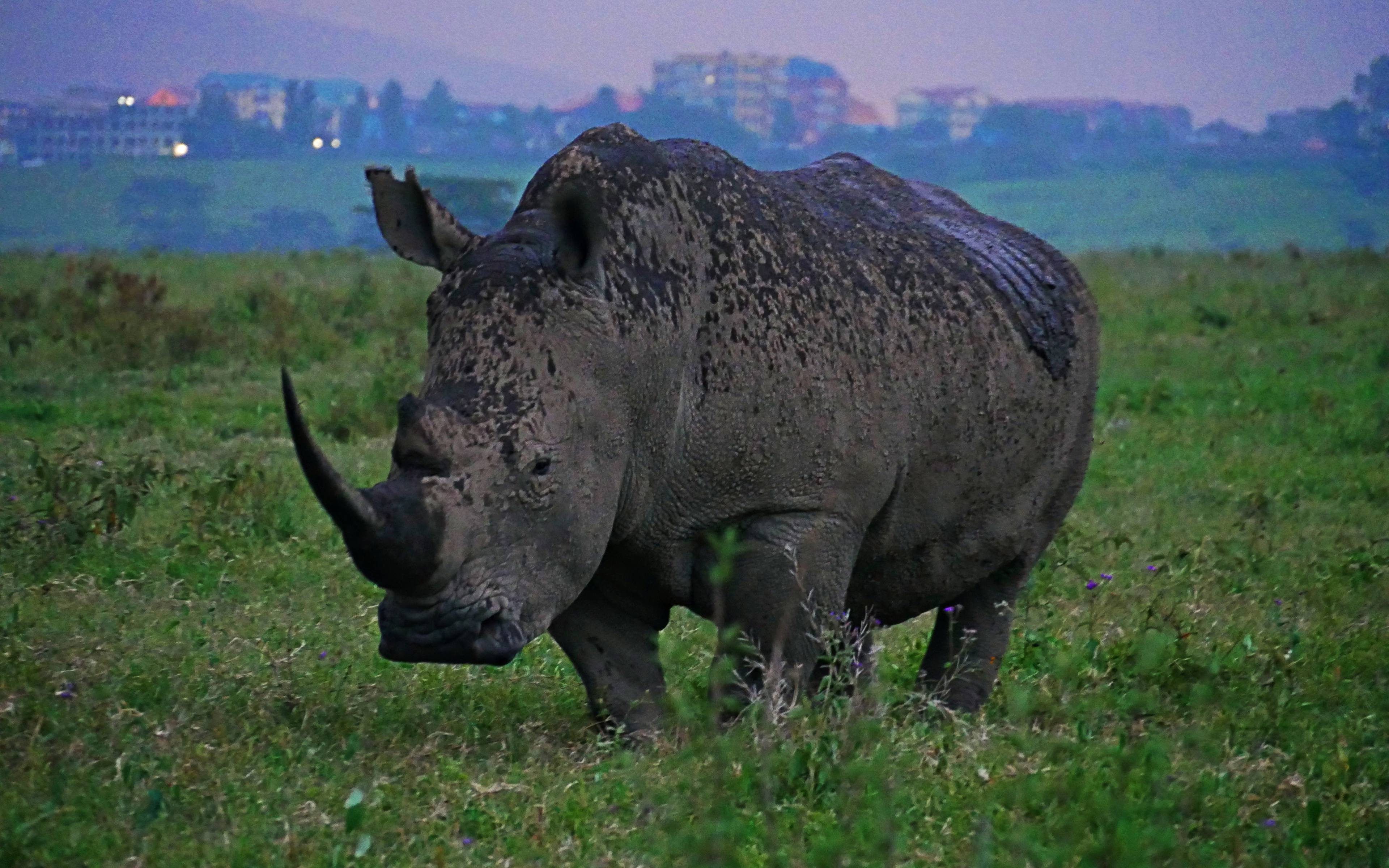 Los Rinocerontes en el Parque Nacional Lago Nakuru
