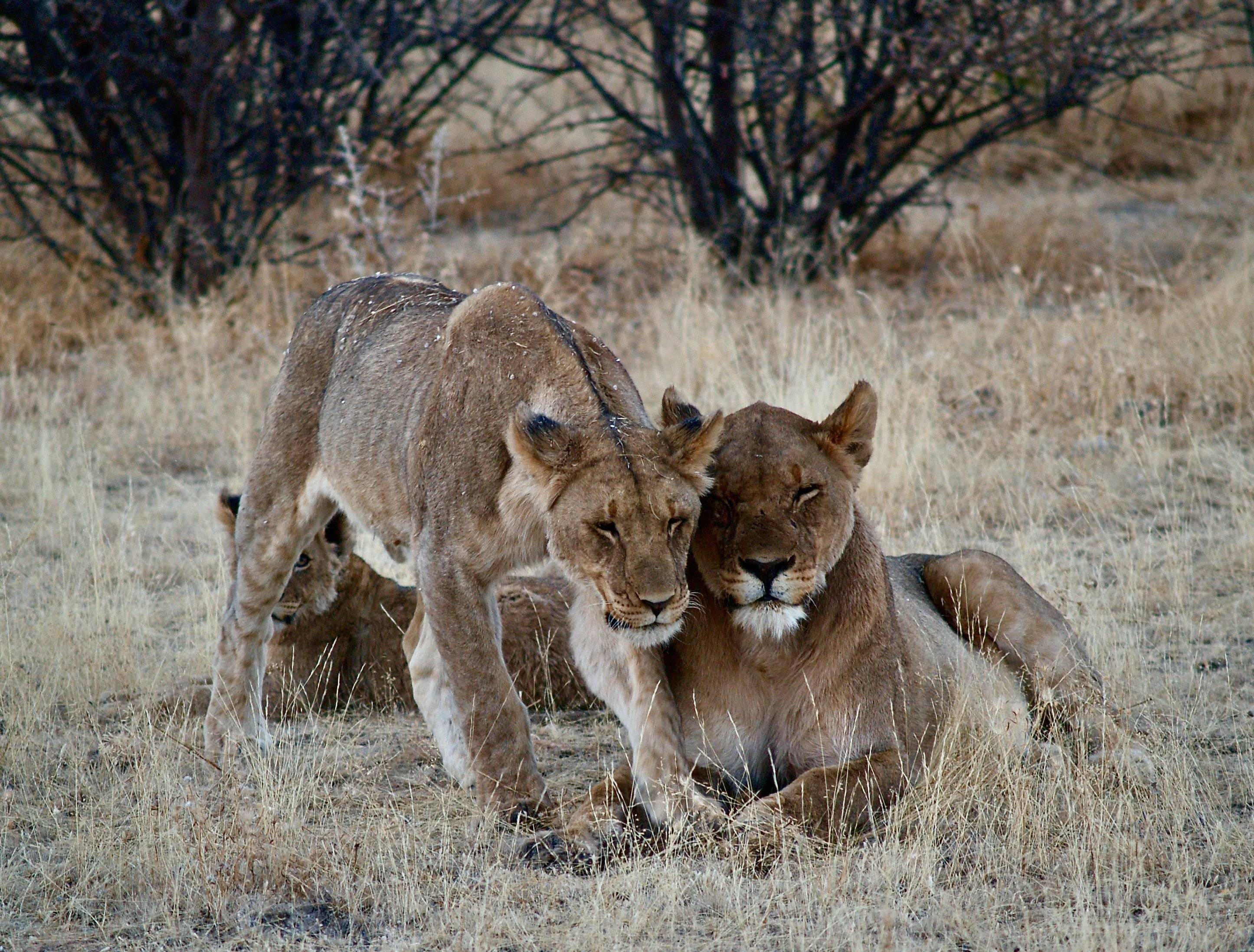 Safari au parc national d'Etosha
