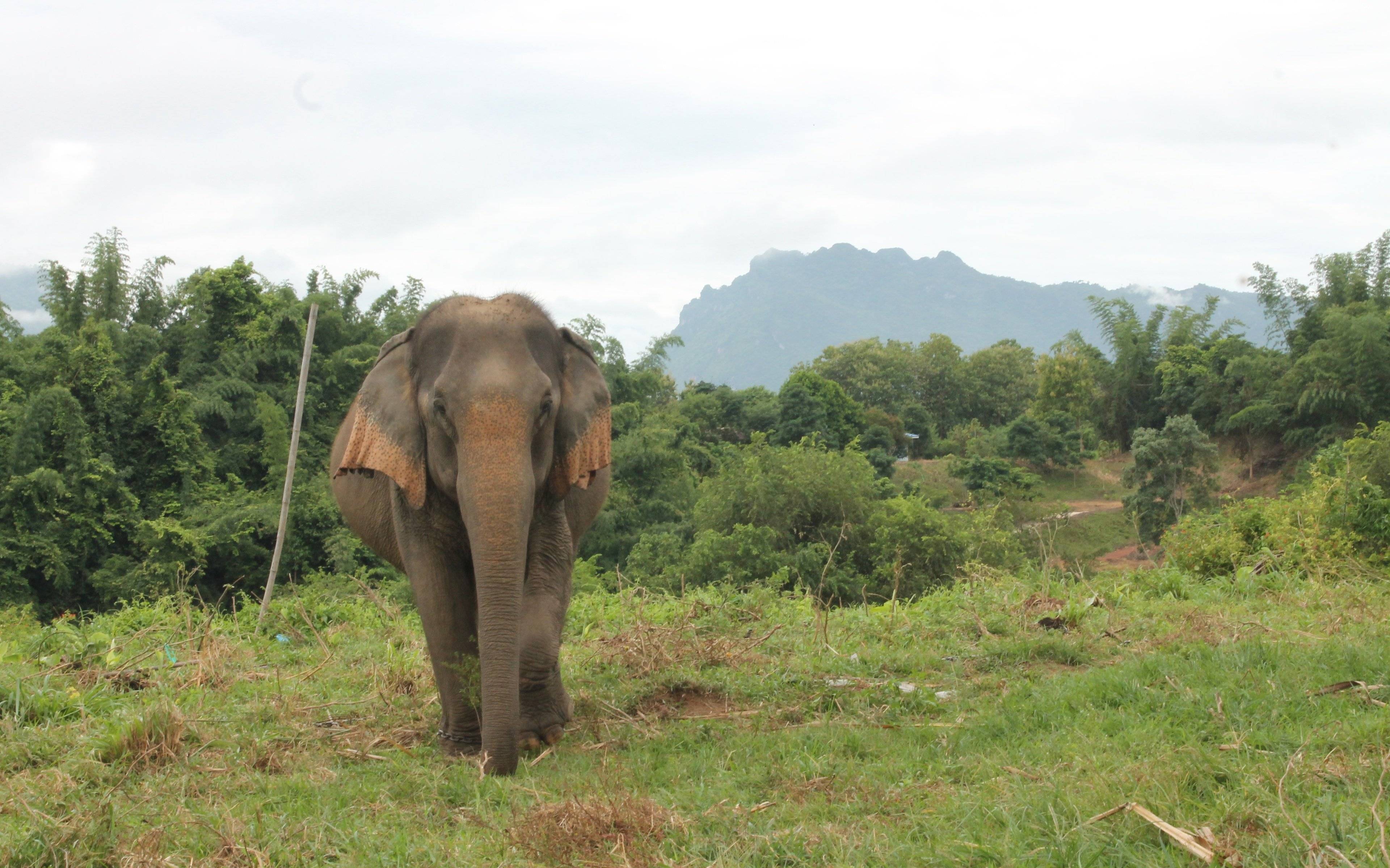 Chiang Mai - Al Refugio de los Elefantes