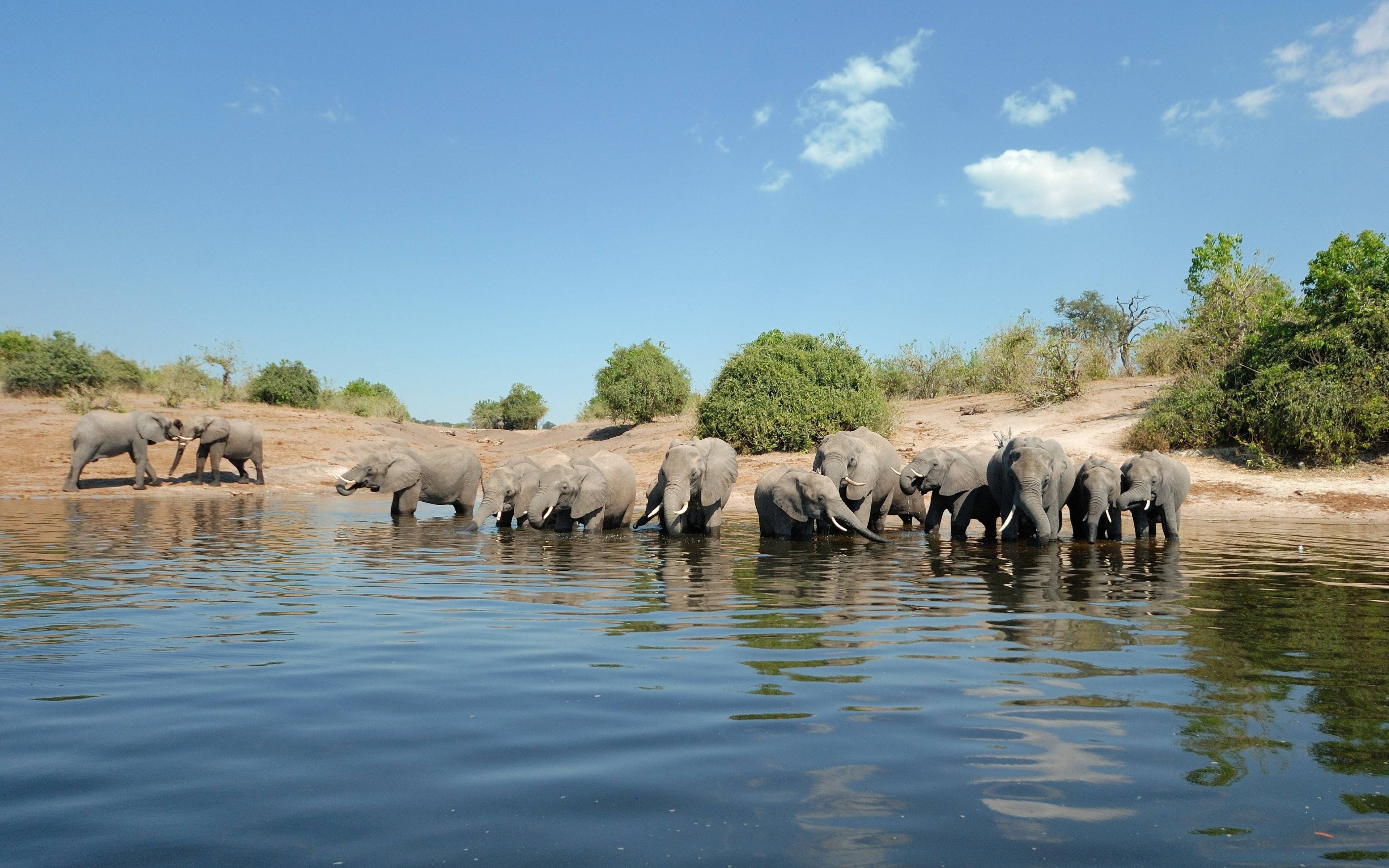Découverte de la réserve de Chobe