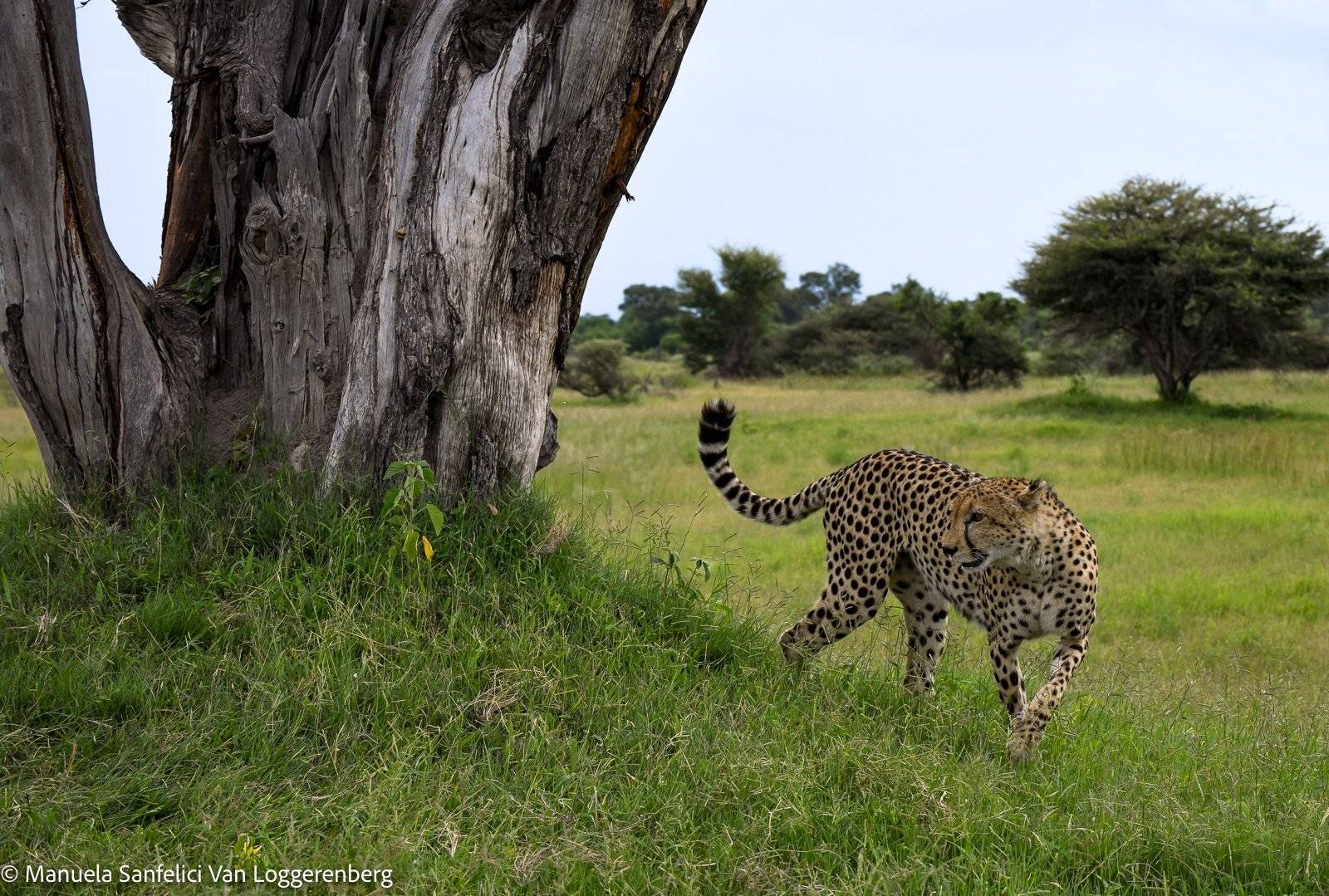 Safari fotografico a piedi e in 4x4 nella Thornybush Game Reserve