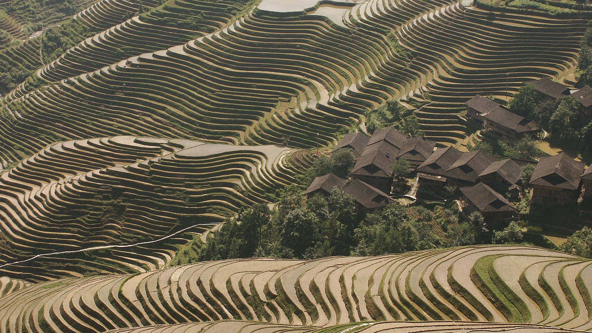 De rijstterrassen van Longsheng