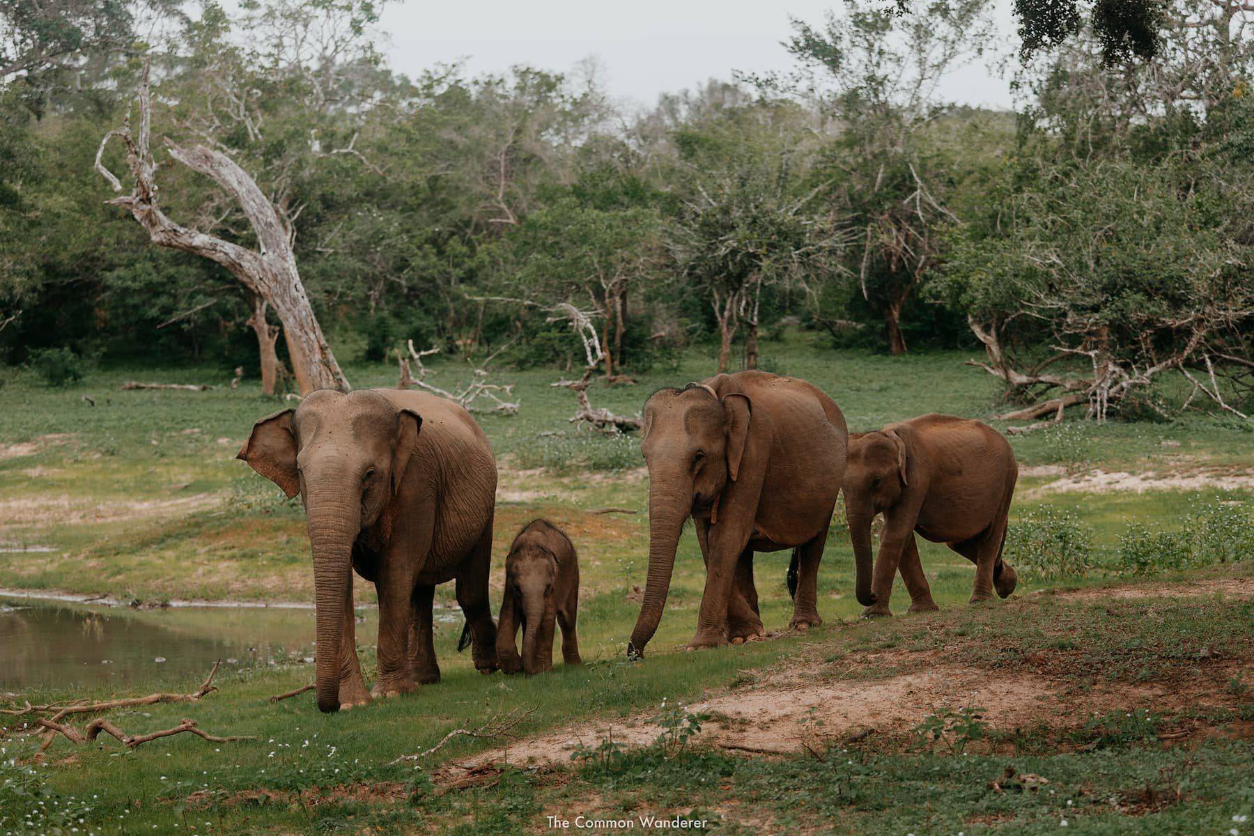 Yala: elefantes, cocodrilos, osos perezosos y muchos más