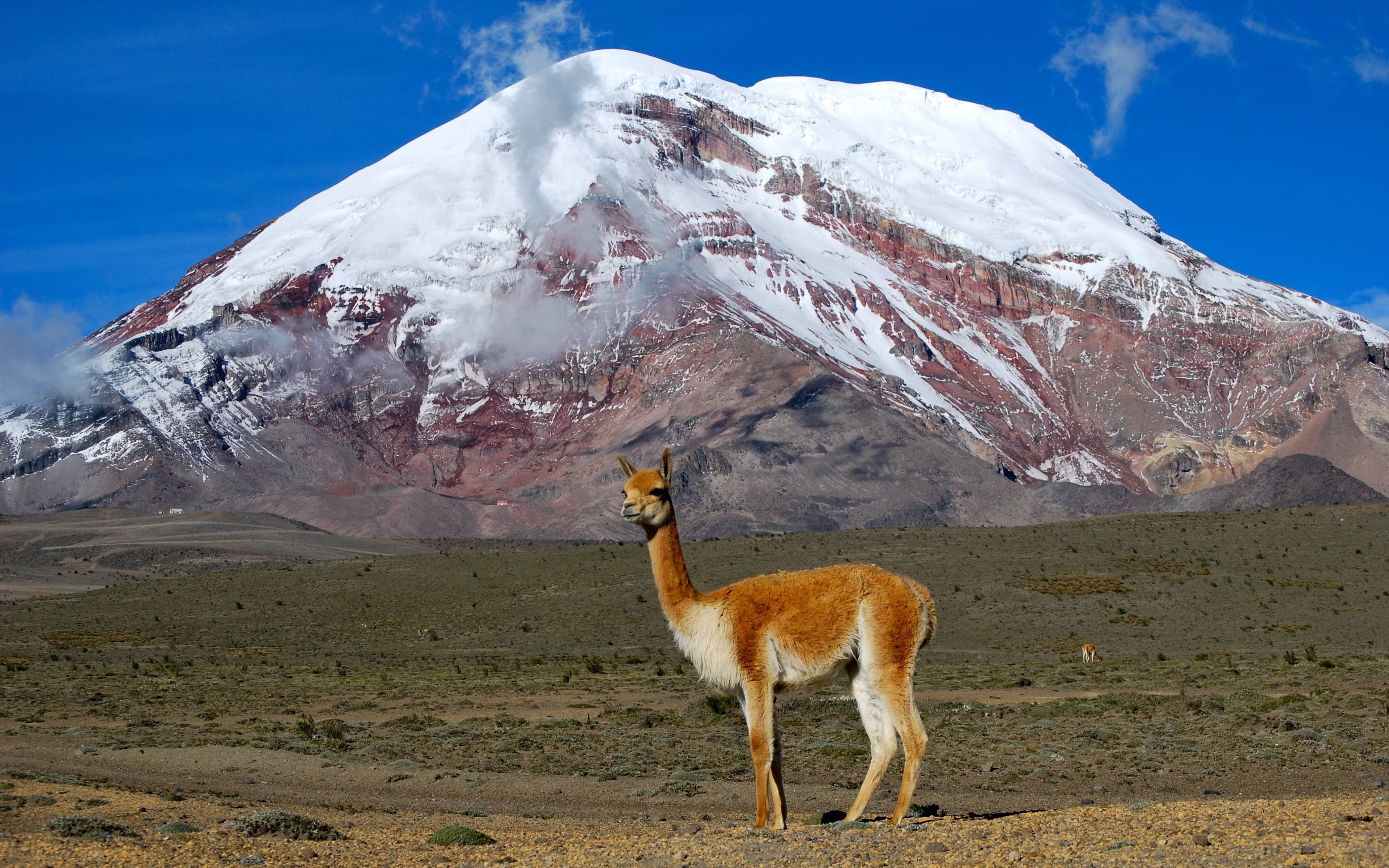 Randonnée à cheval et observation de la faune du Chimborazo