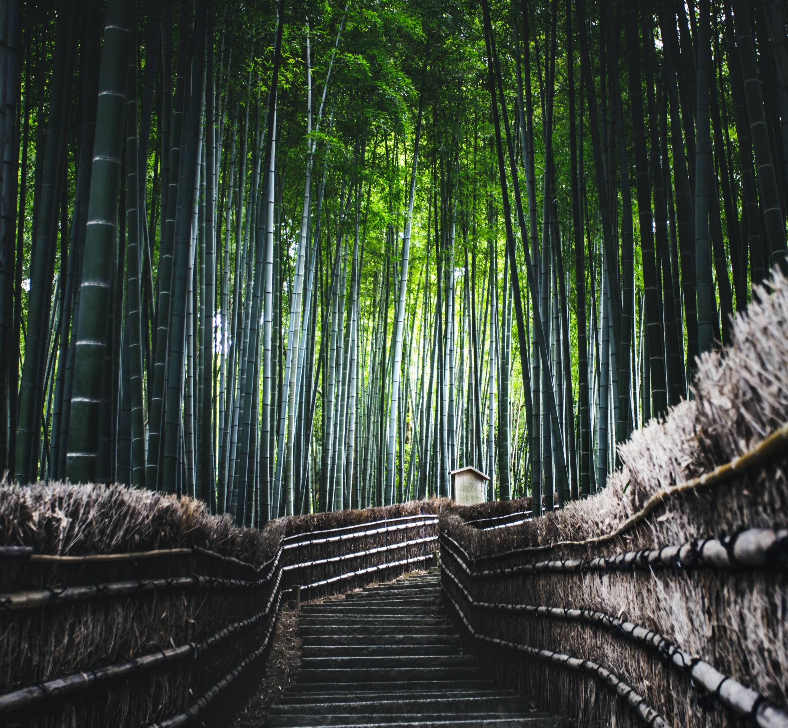 À la découverte d'Arashiyama par les flots