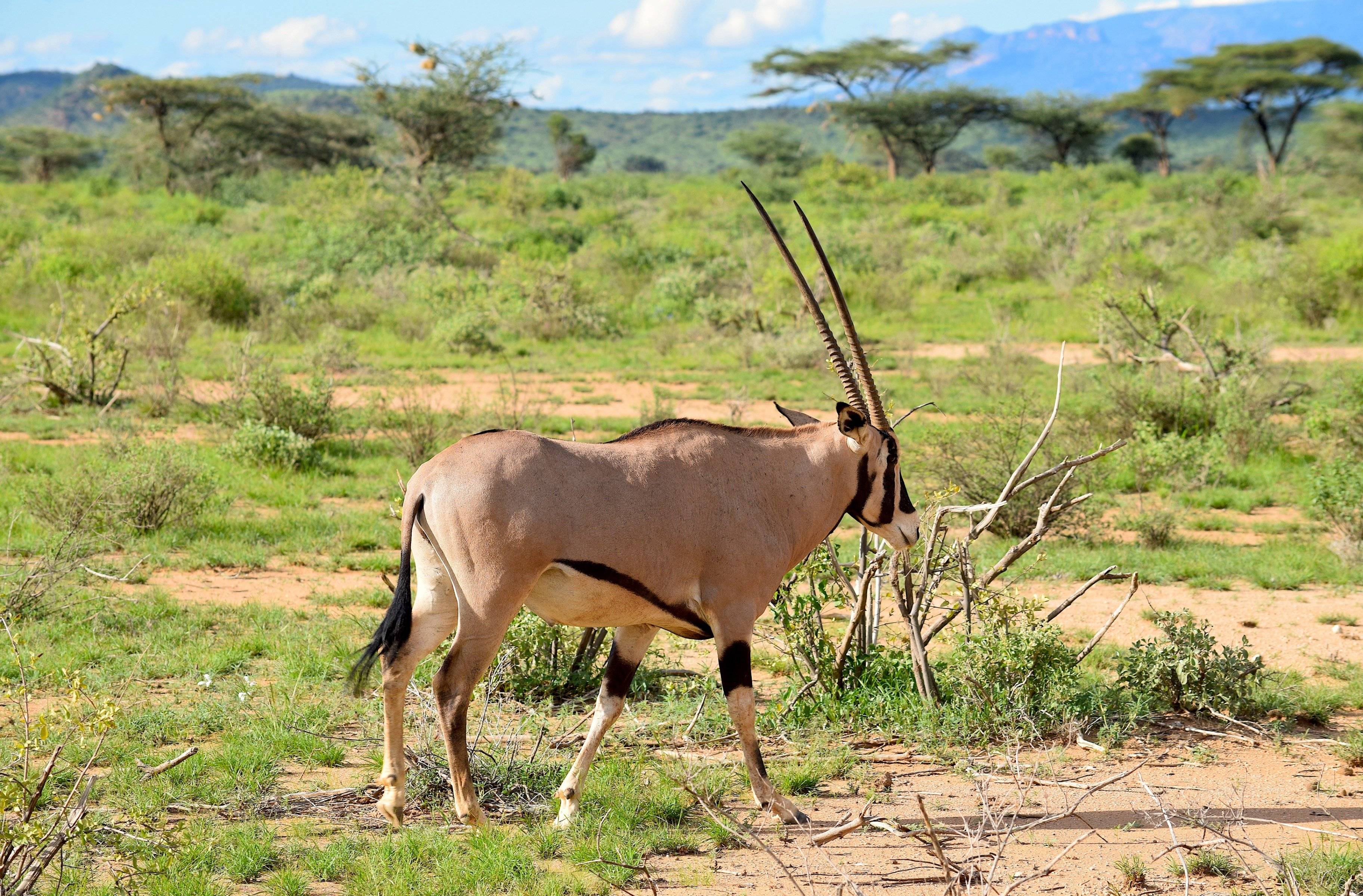 Hors des sentiers battus au Parc National de Meru