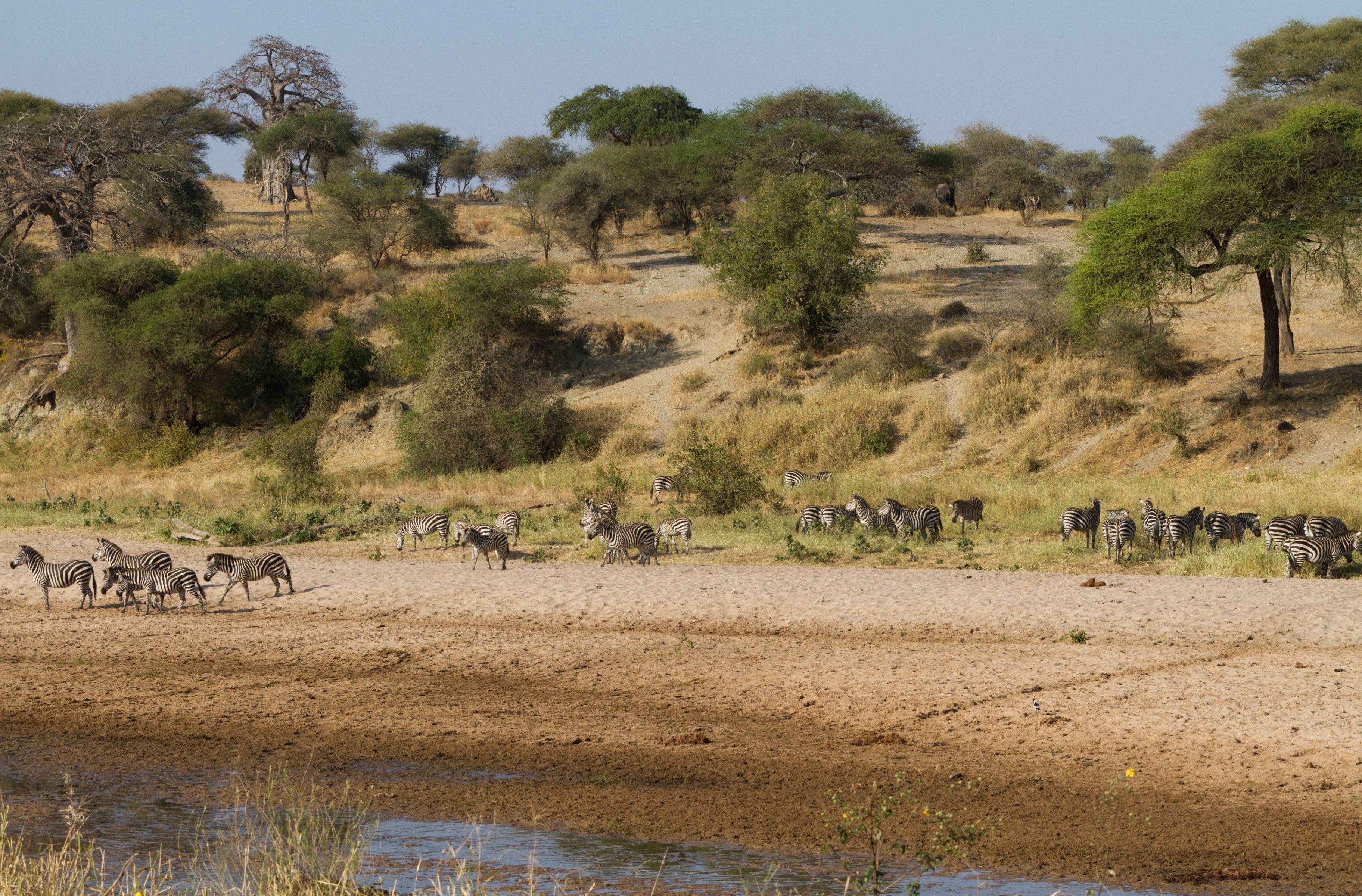 Safari dans le parc au milliers d'éléphants et baobabs