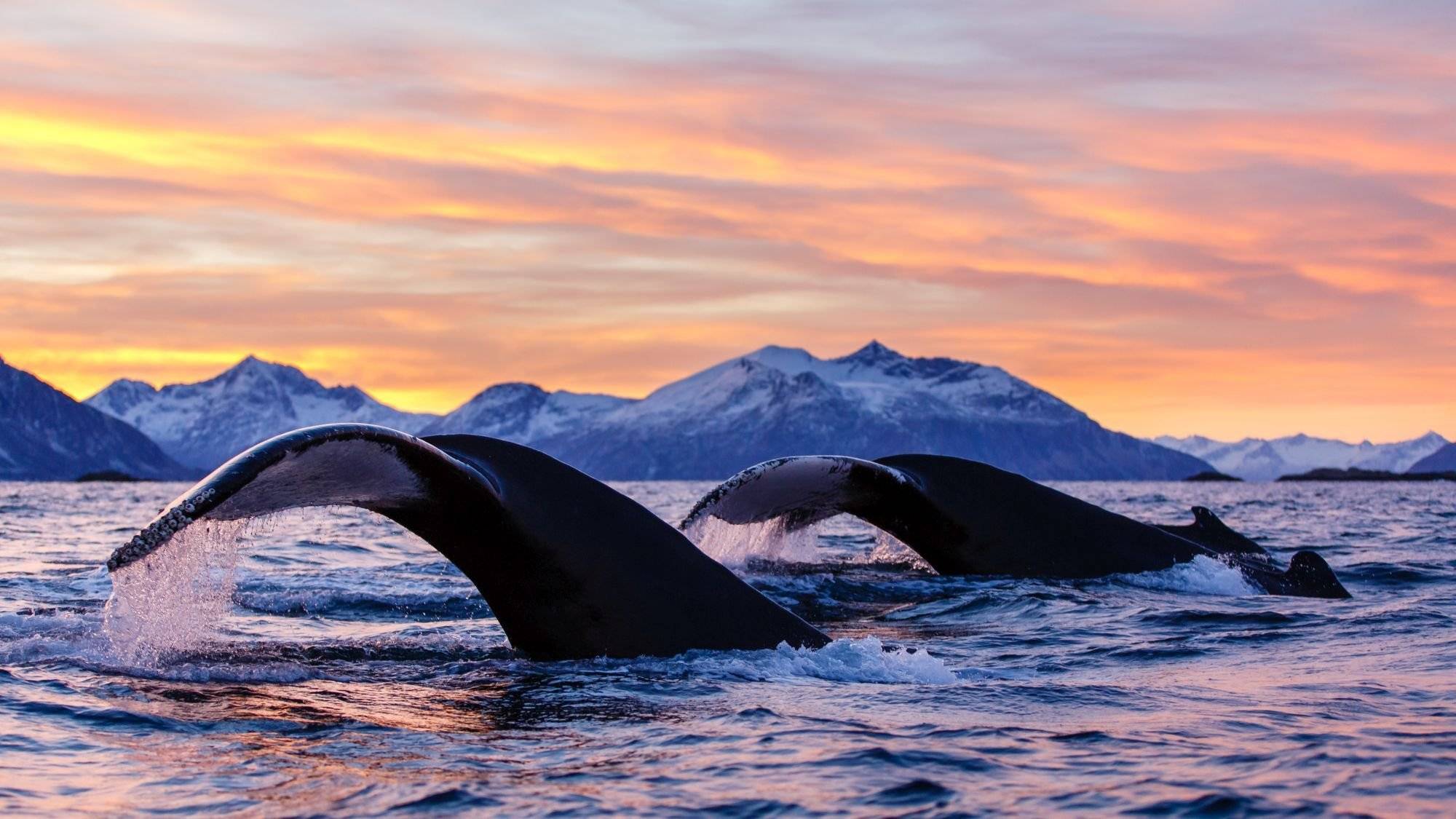 À la rencontre des baleines