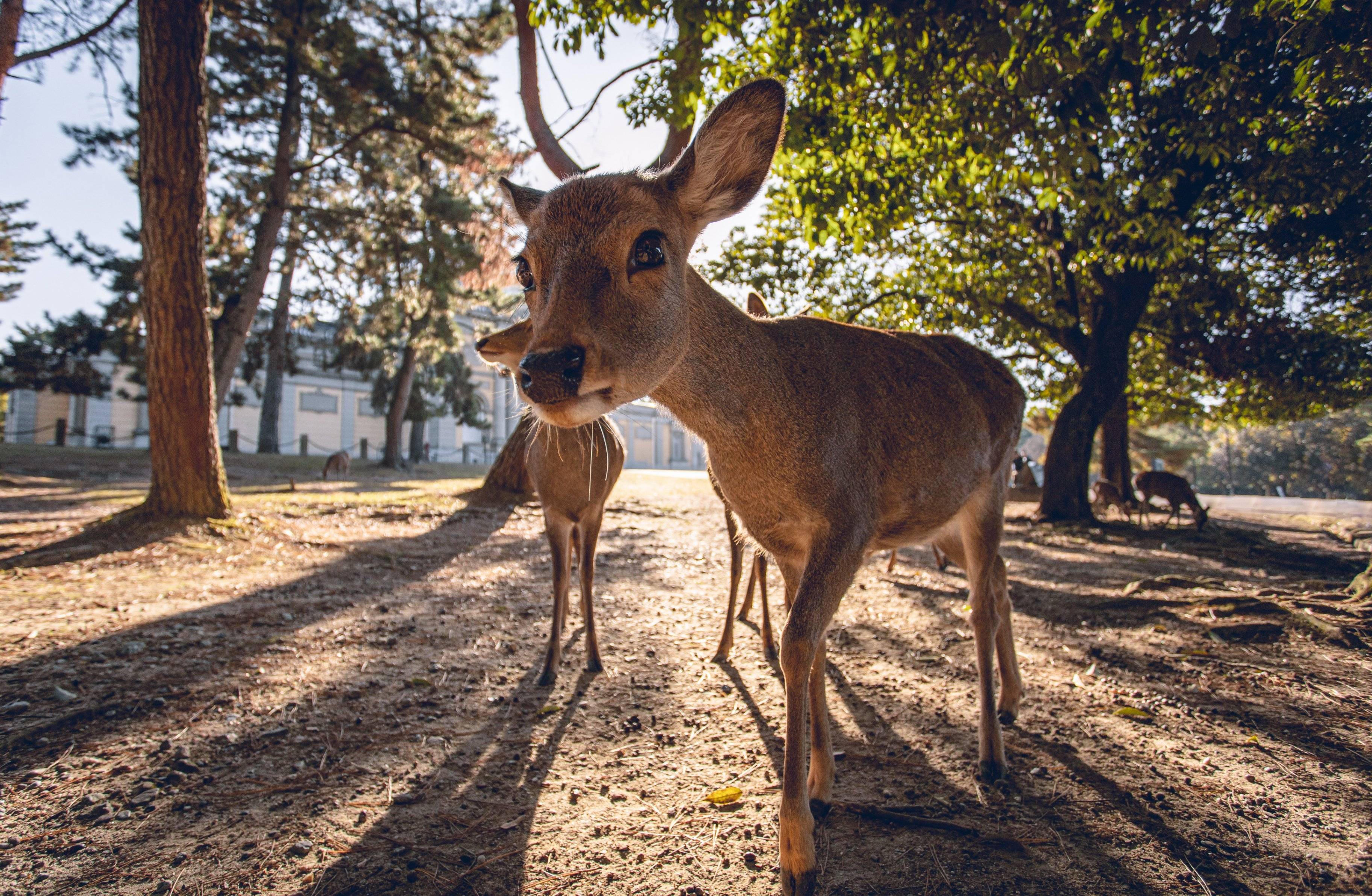 Saluez les animaux sacrés de Nara