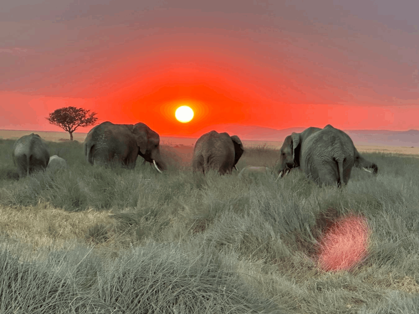 Safari nel Serengeti National Park