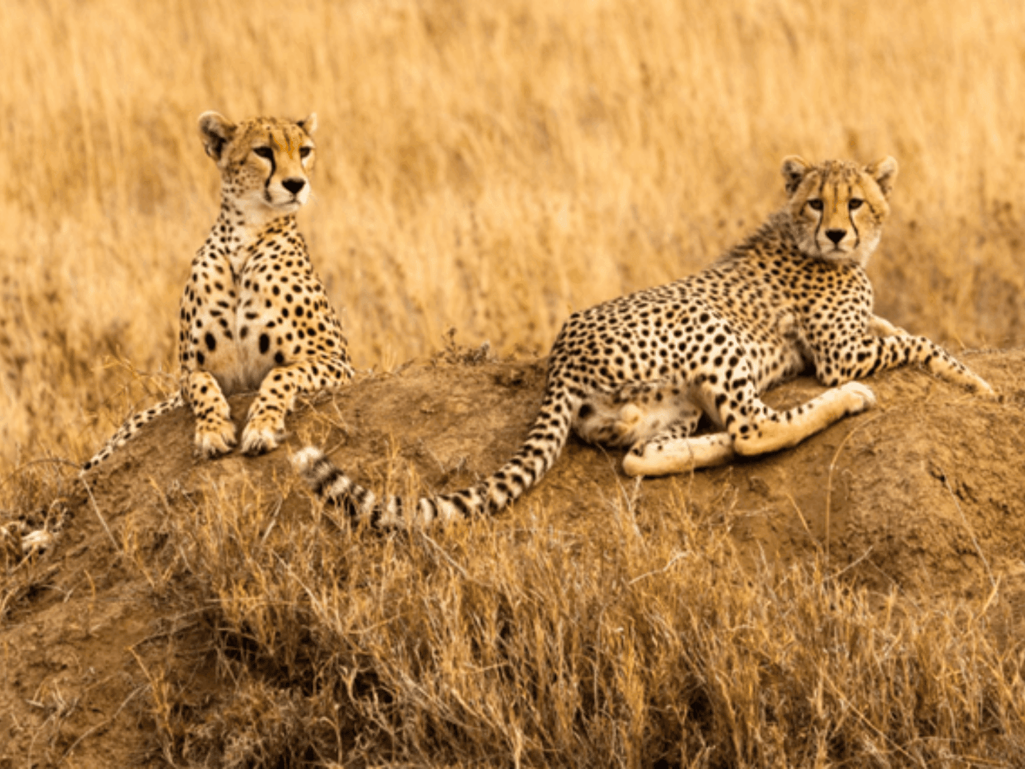 Safari nel Serengeti National Park