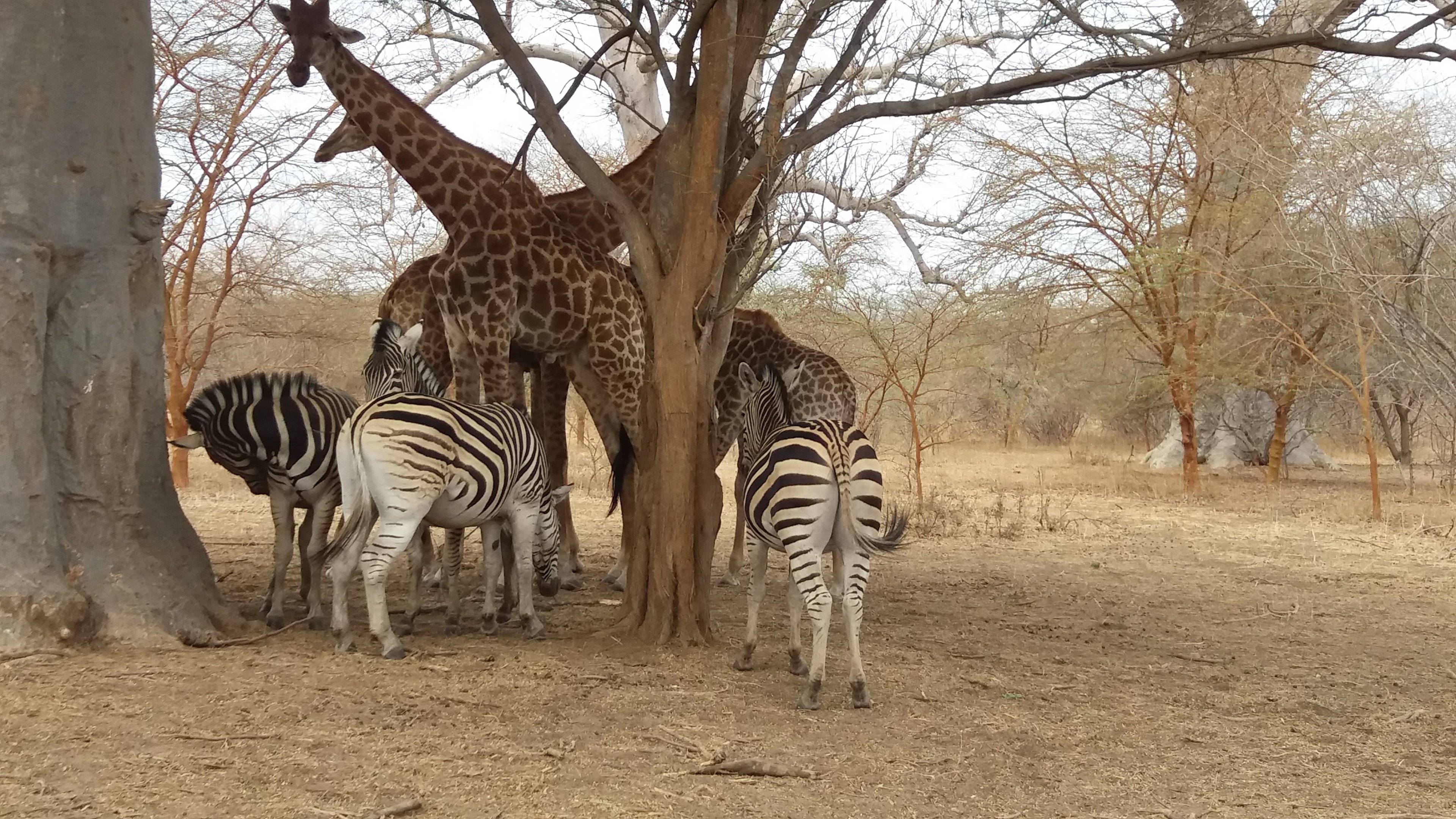 Safari dans la réserve de Bandia et Accrobaobab