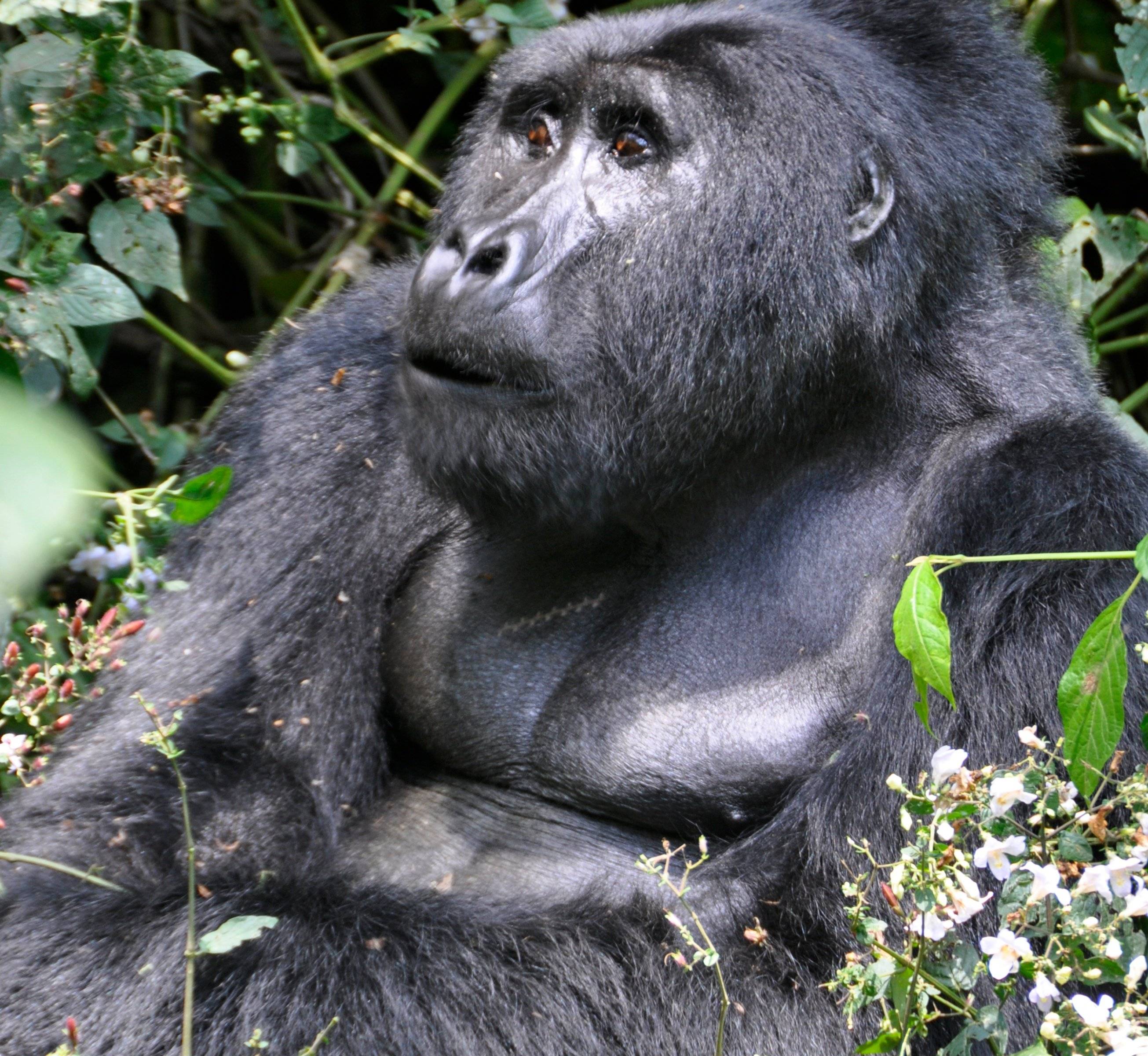 Découverte des gorilles dans leur environnement naturel