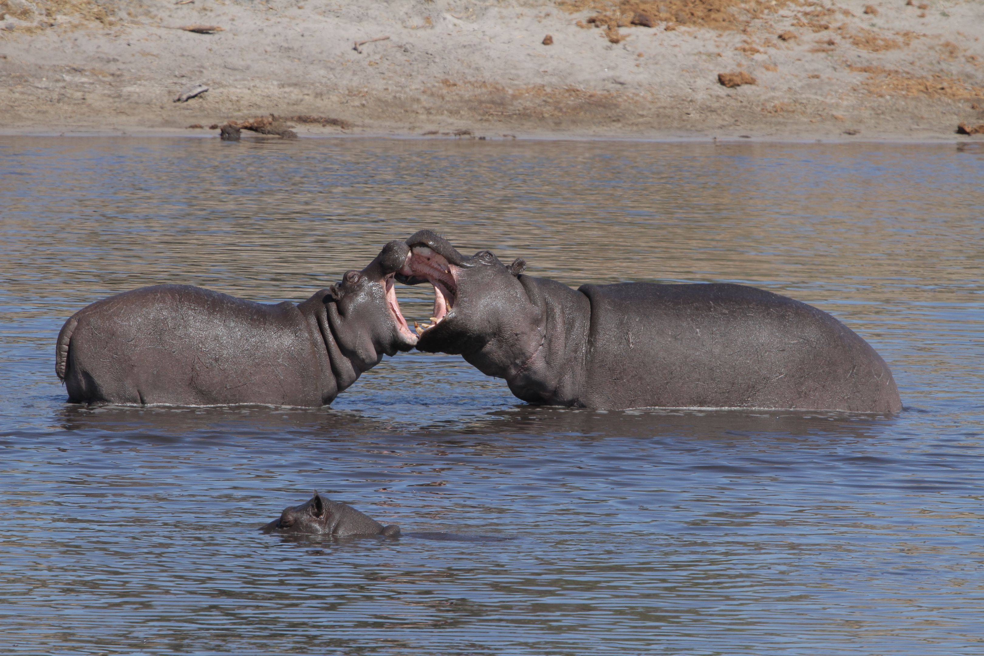 Elefanten und ein tierliebes Wasserloch im Chobe Nationalpark  