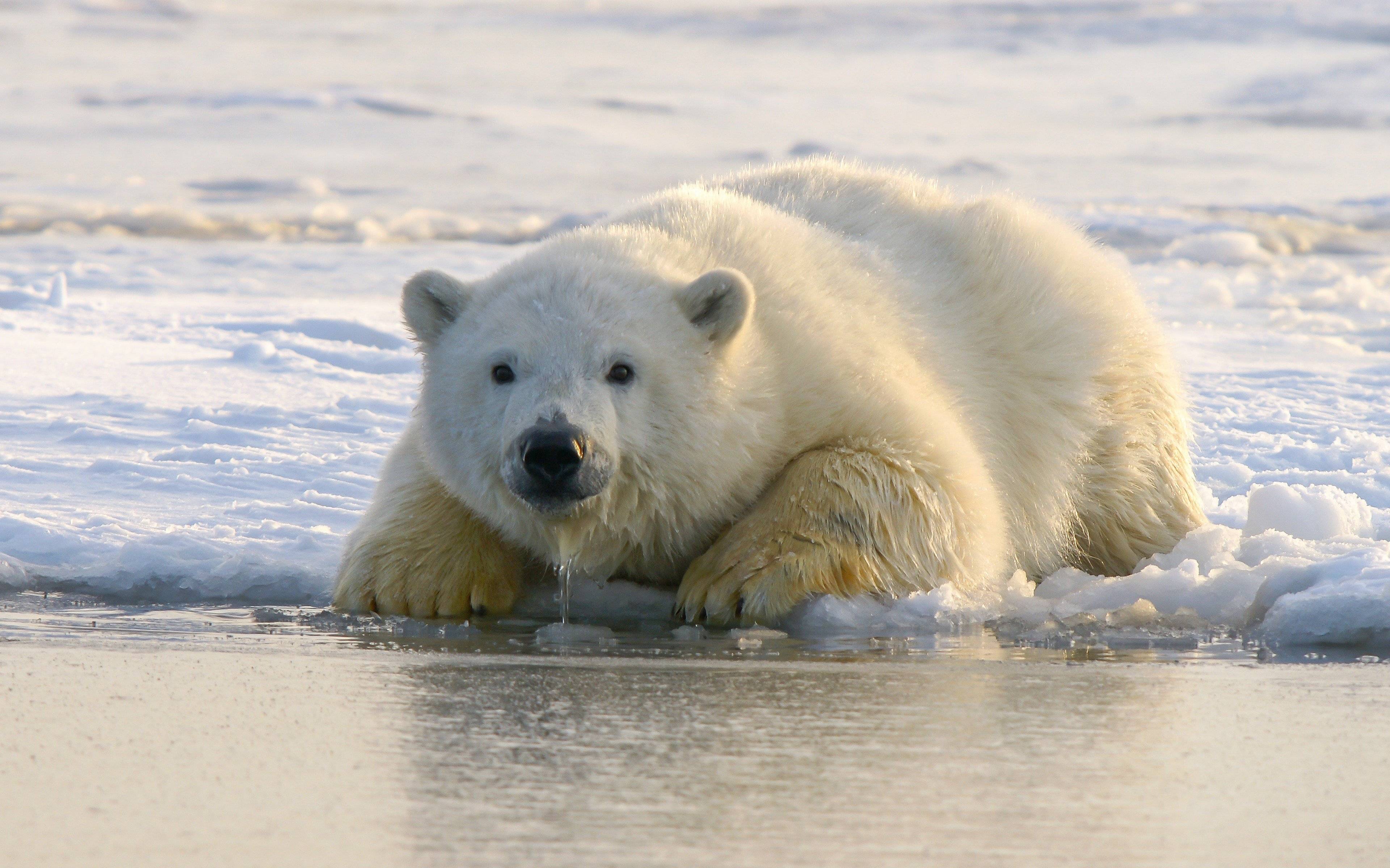 A la découverte des animaux polaires