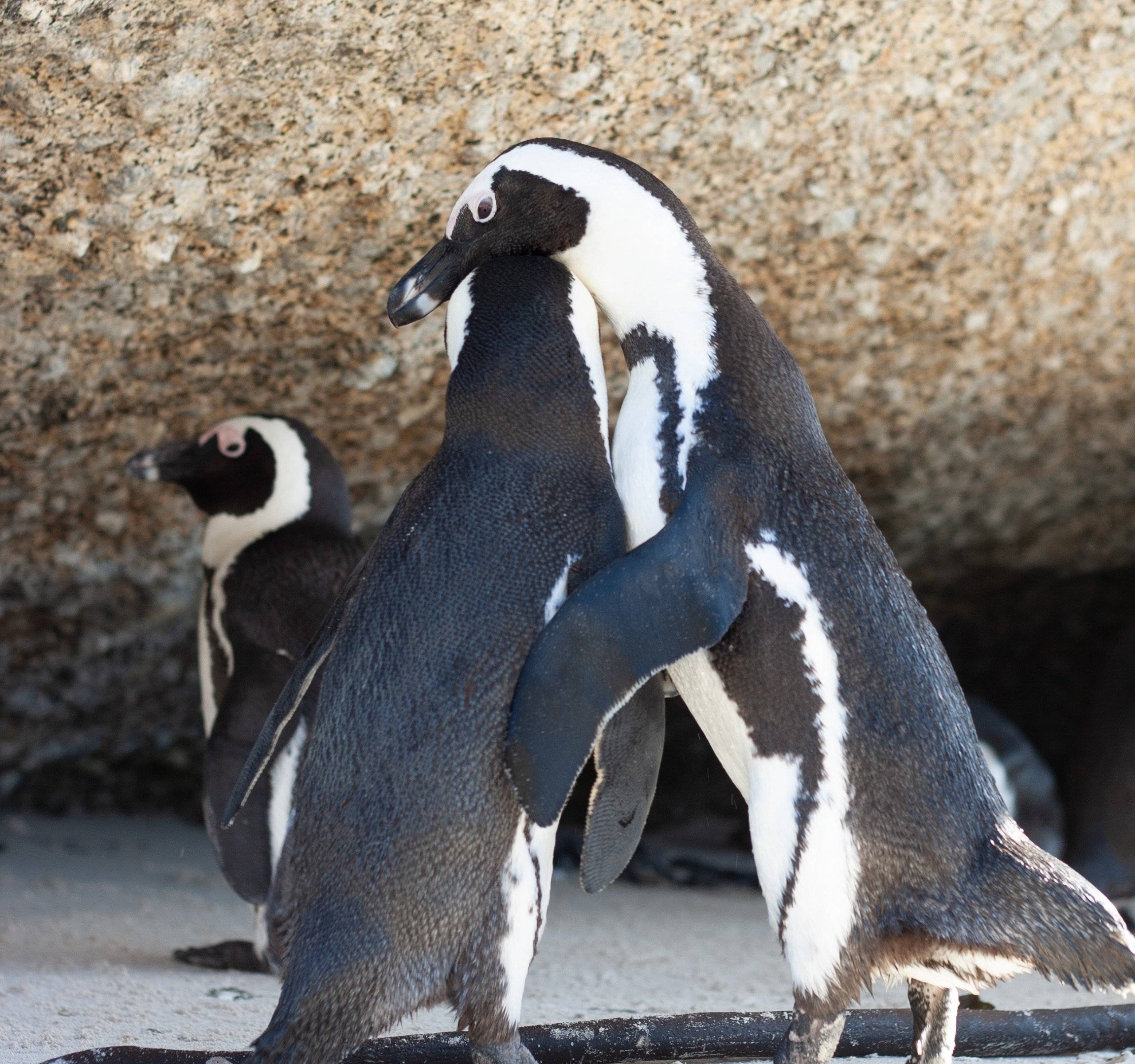 Cabo de Buena Esperanza y pingüinos africanos