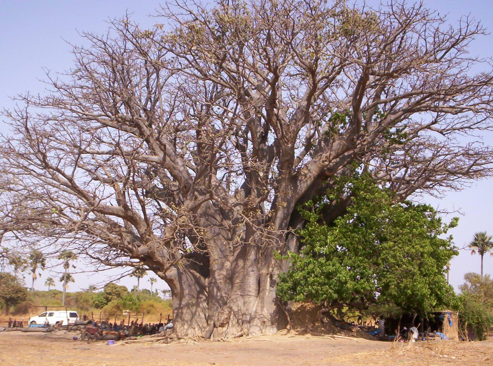 Baobabs, Touba y el Delta de Saloum