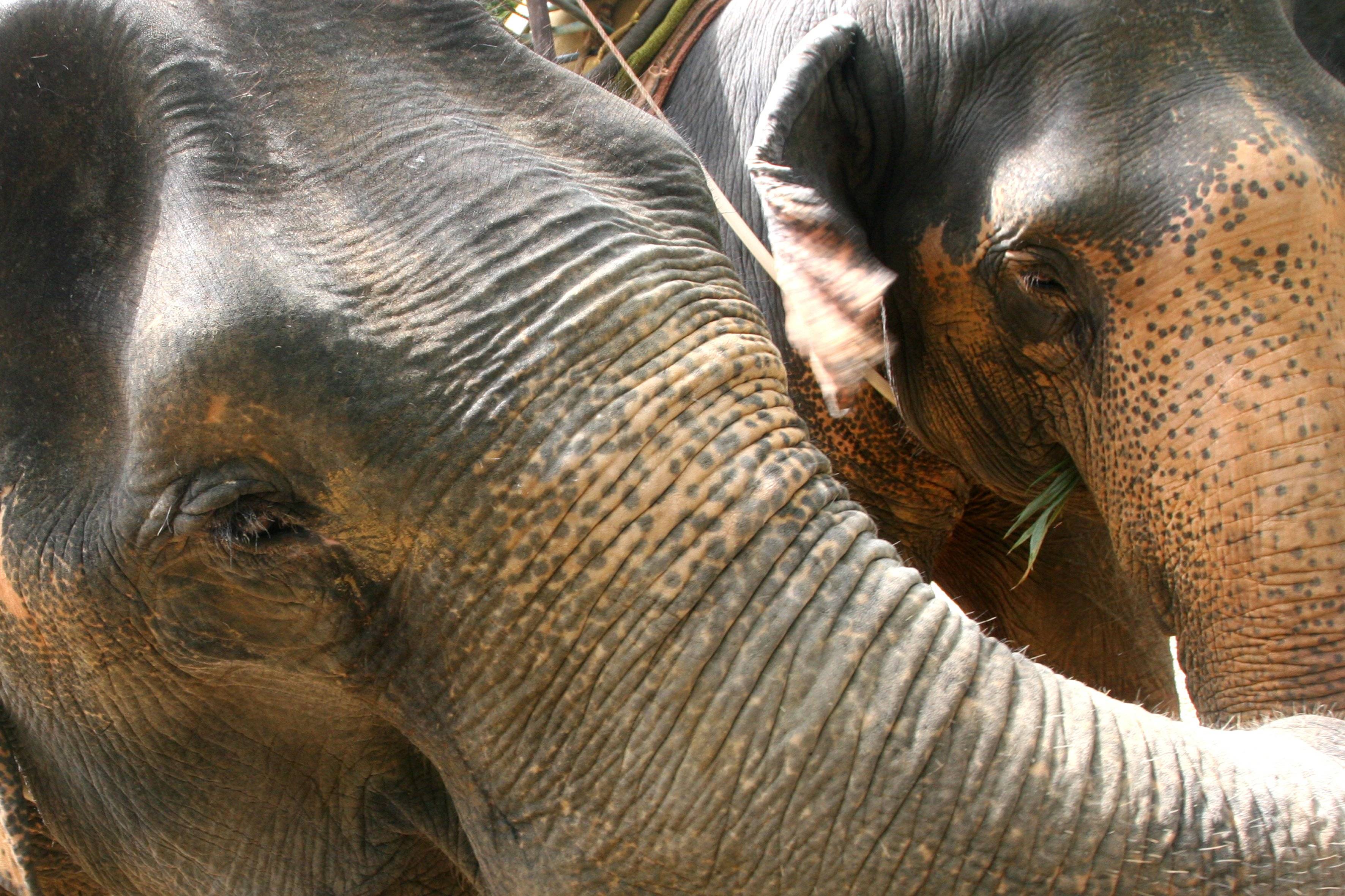 Spedizione al Doi Inthanon ed escursione tra gli elefanti