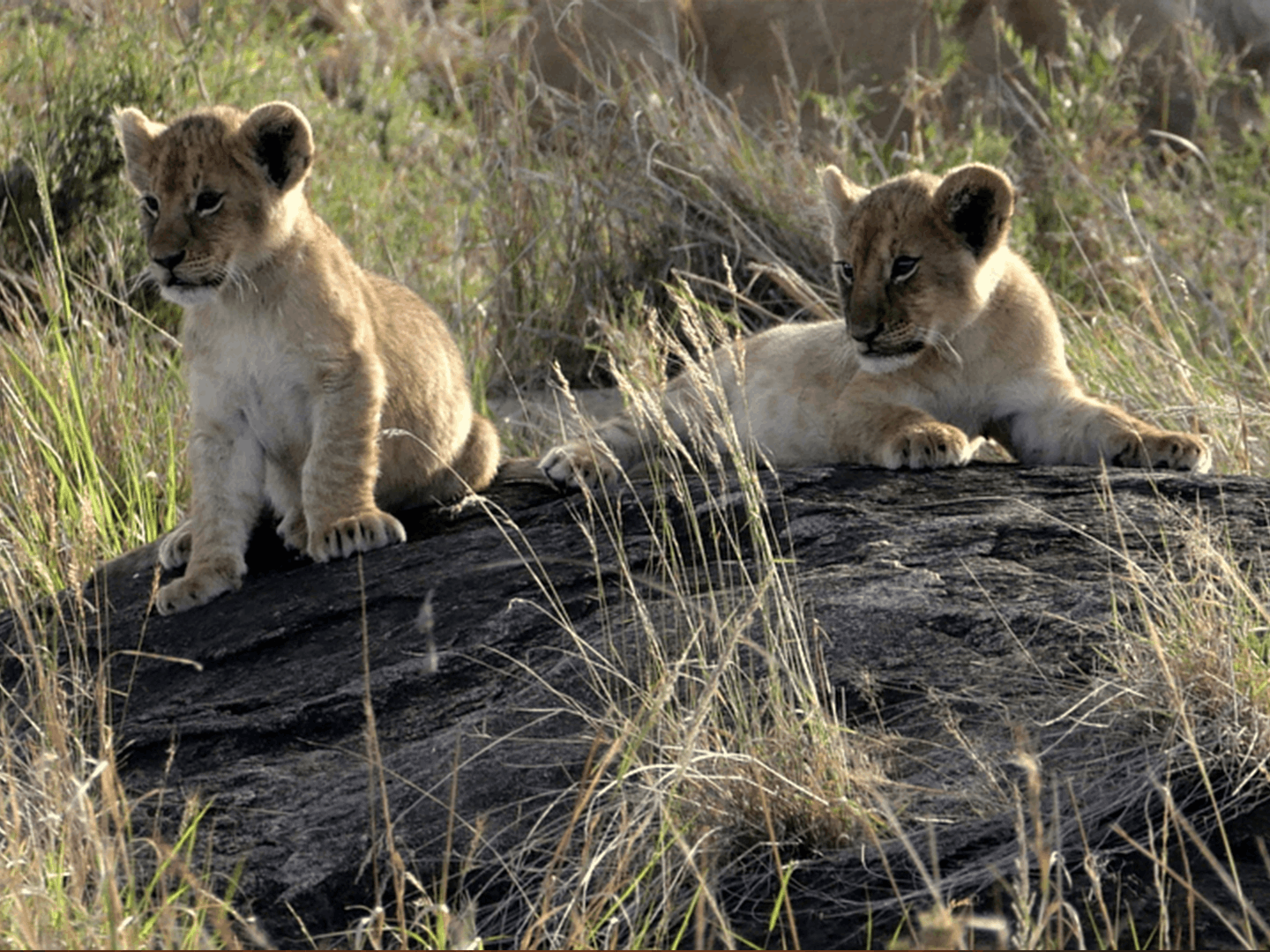 Safari sur les traces du Roi Lion