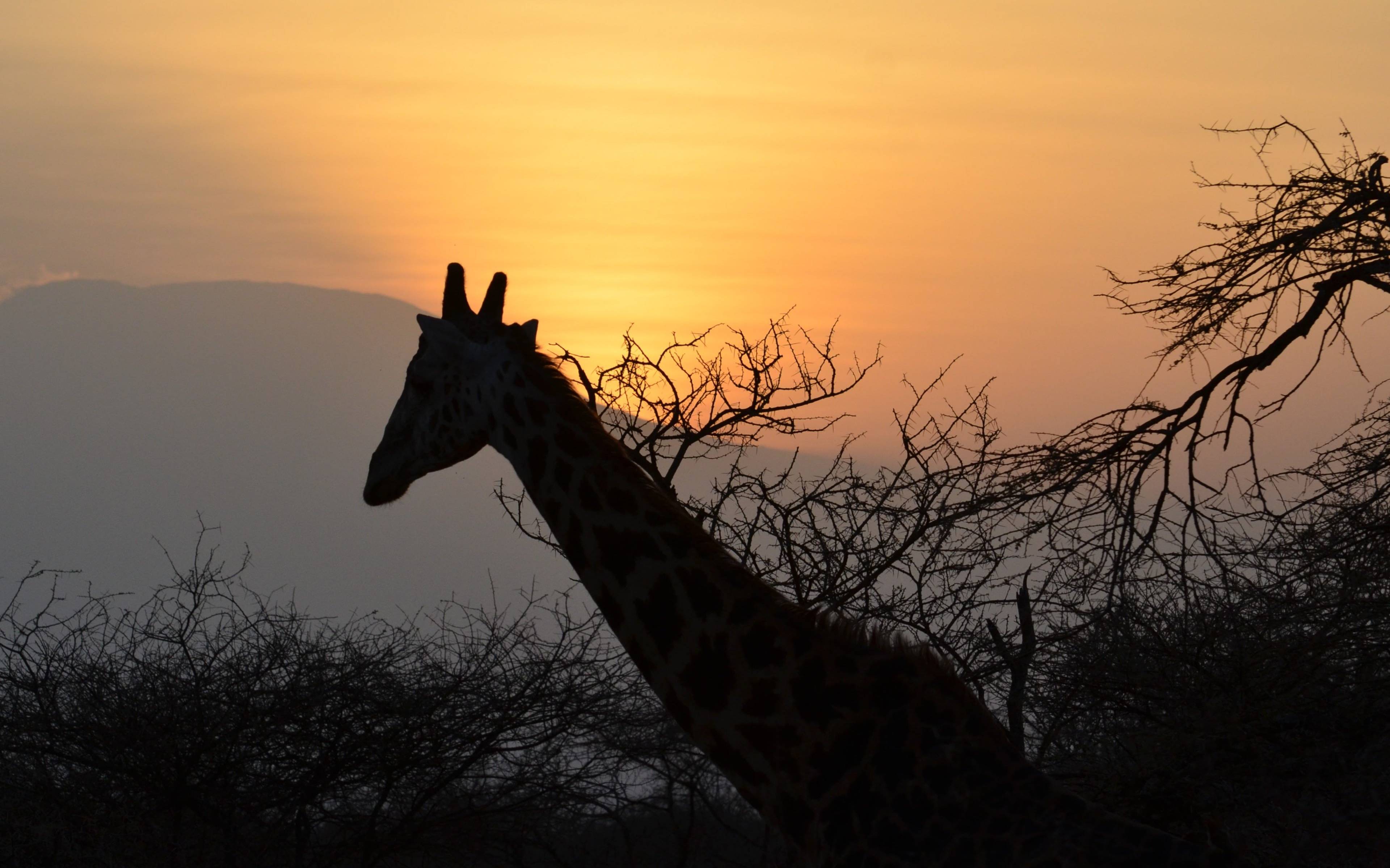 Safari et sundowner à Nakuru