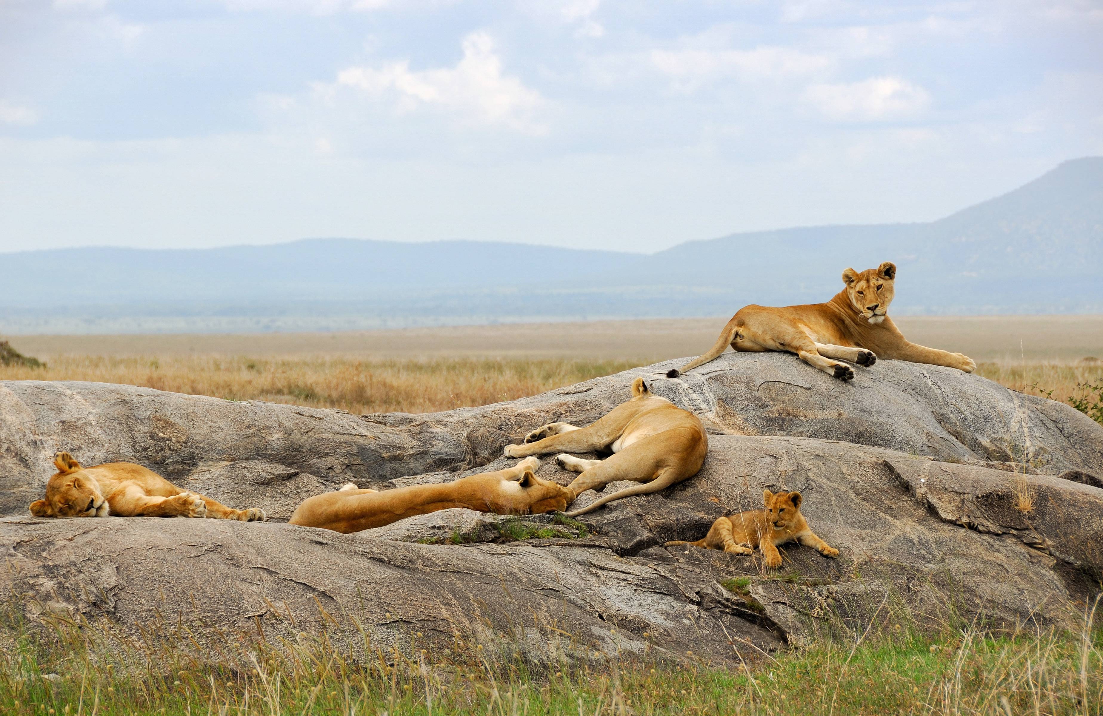 Journée découverte du Serengeti