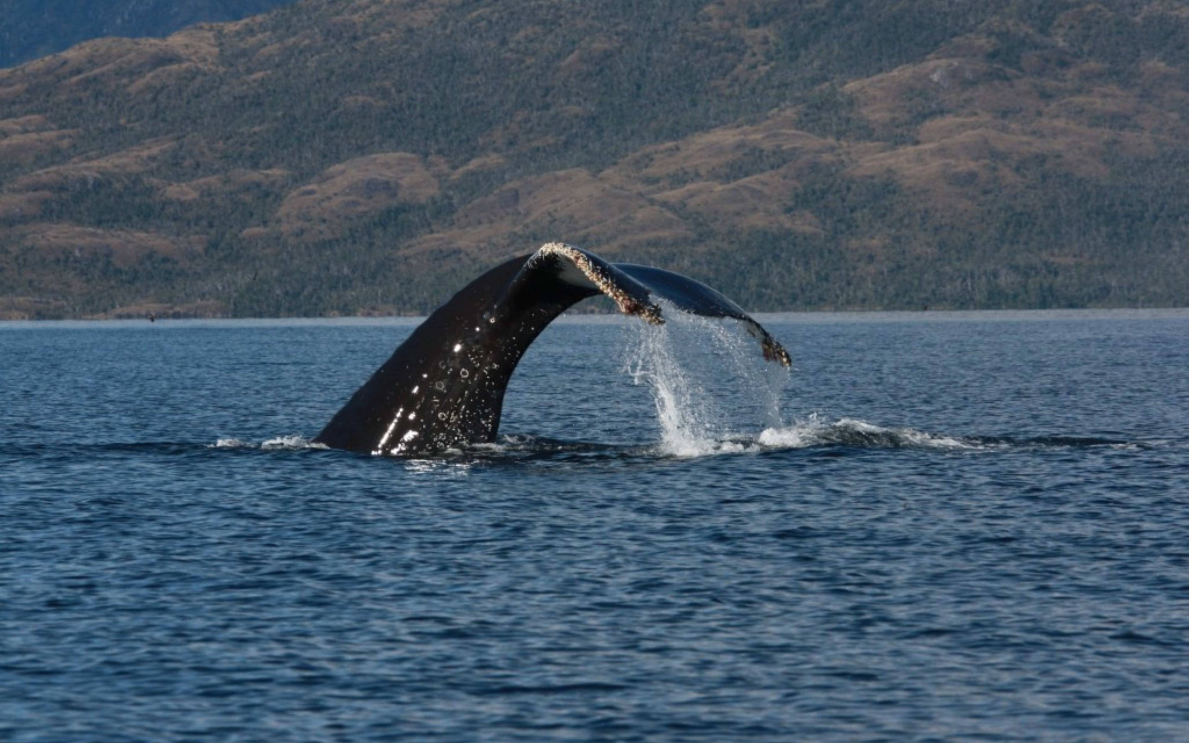 Incontro con le balene alla penisola di Valdes