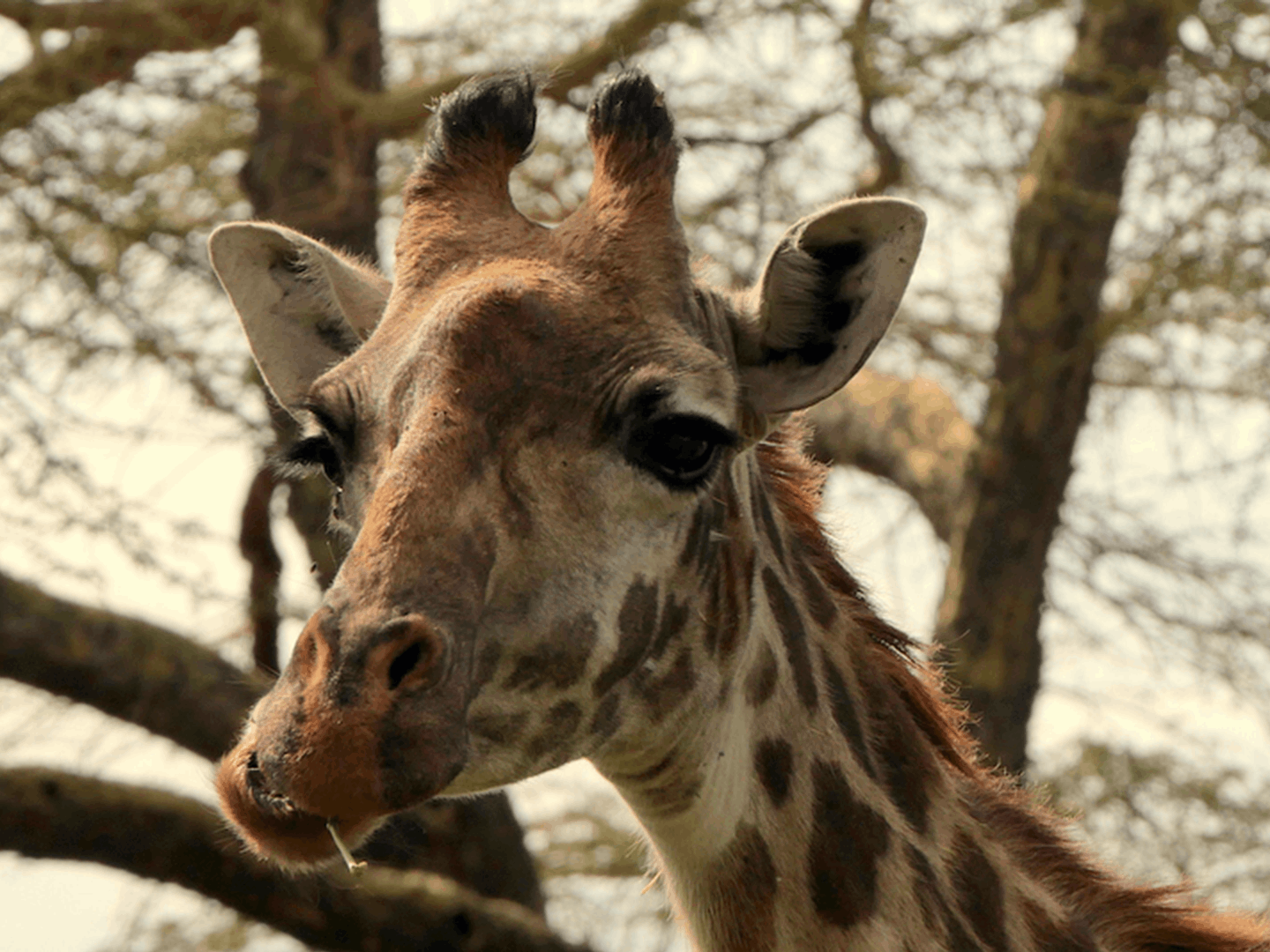 Les girafes de Nairobi