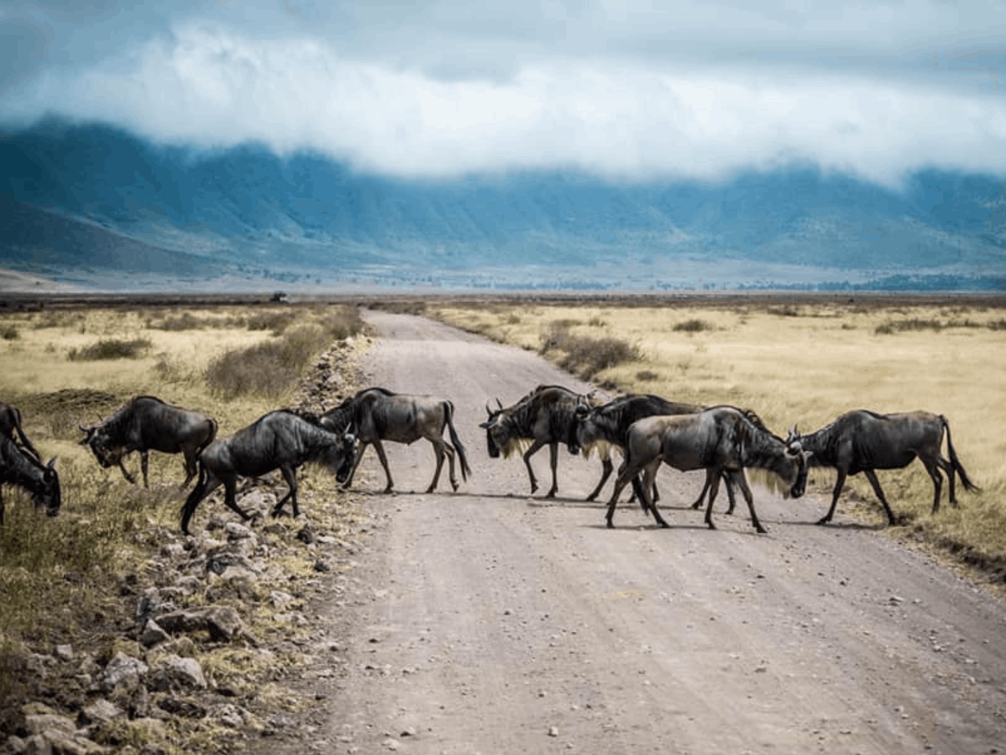 Fotosafari nell'affascinante Cratere del Ngorongoro