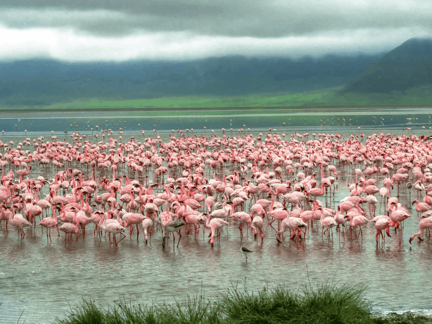 Il Lago Manyara e i suoi fenicotteri rosa