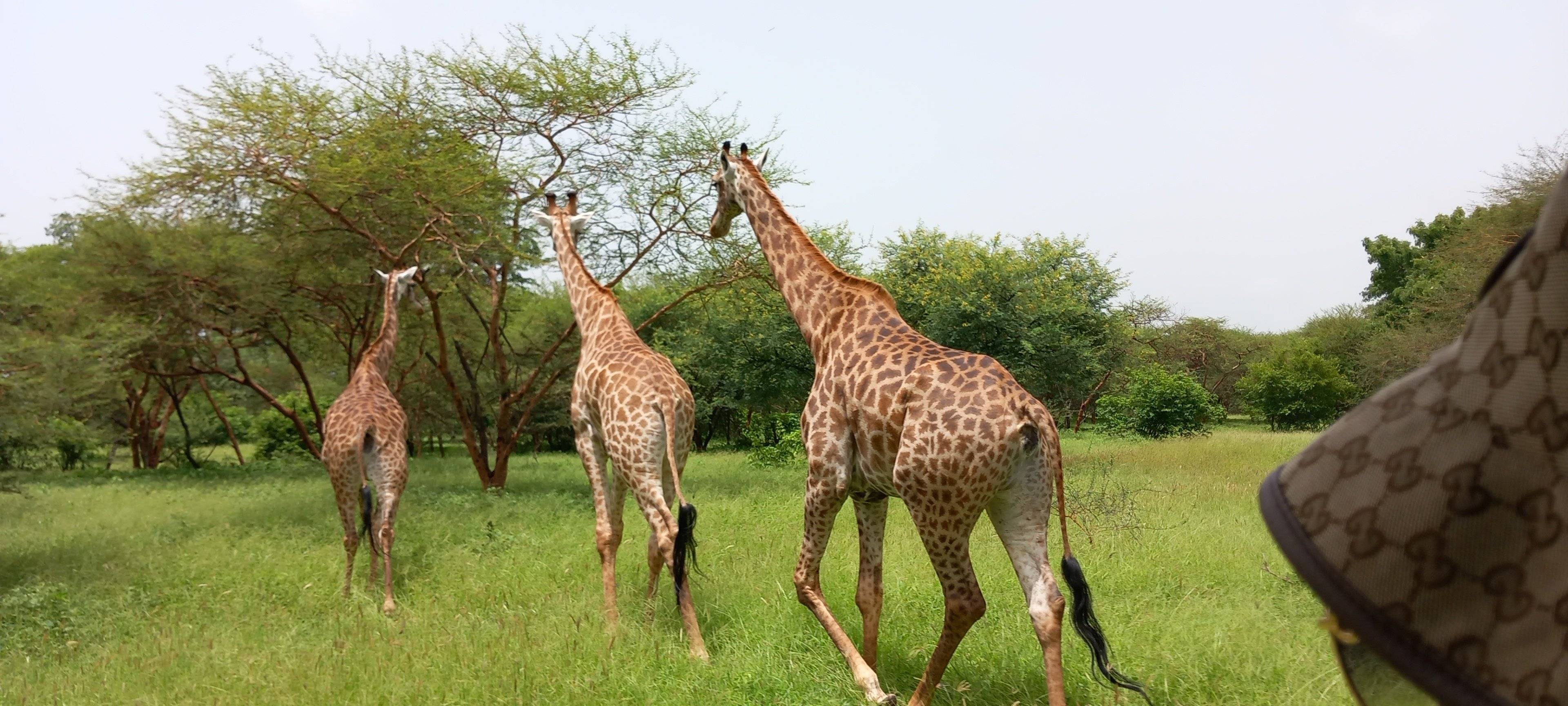 Safari dans la réserve Bandia et acrobaobab