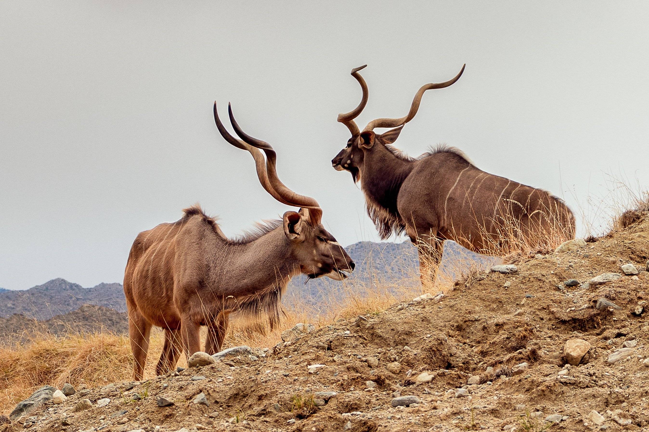 La asombrosa vista de la fauna rara y común de Samburu