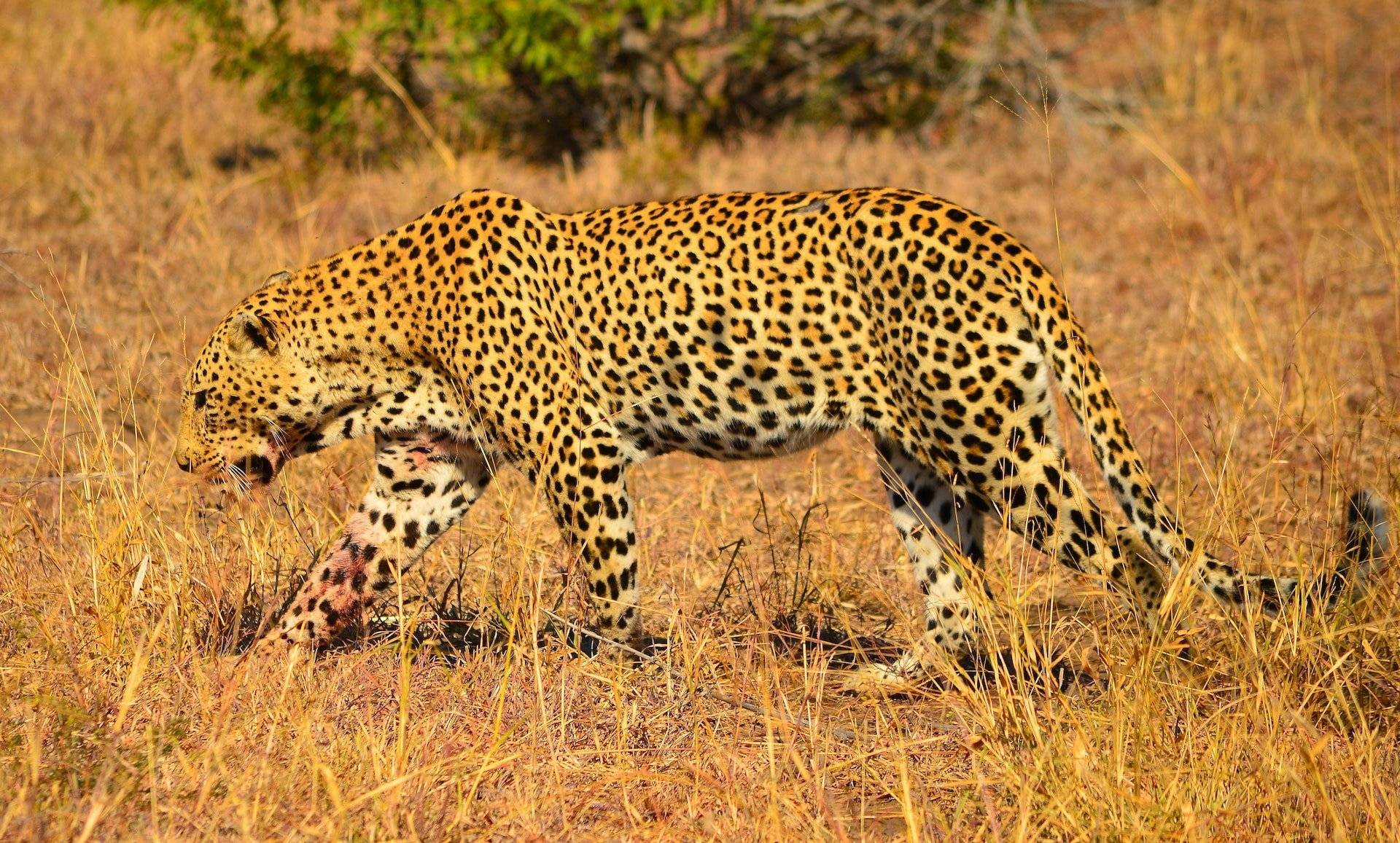 Jirafas, leopardos y otros mamíferos de Samburu