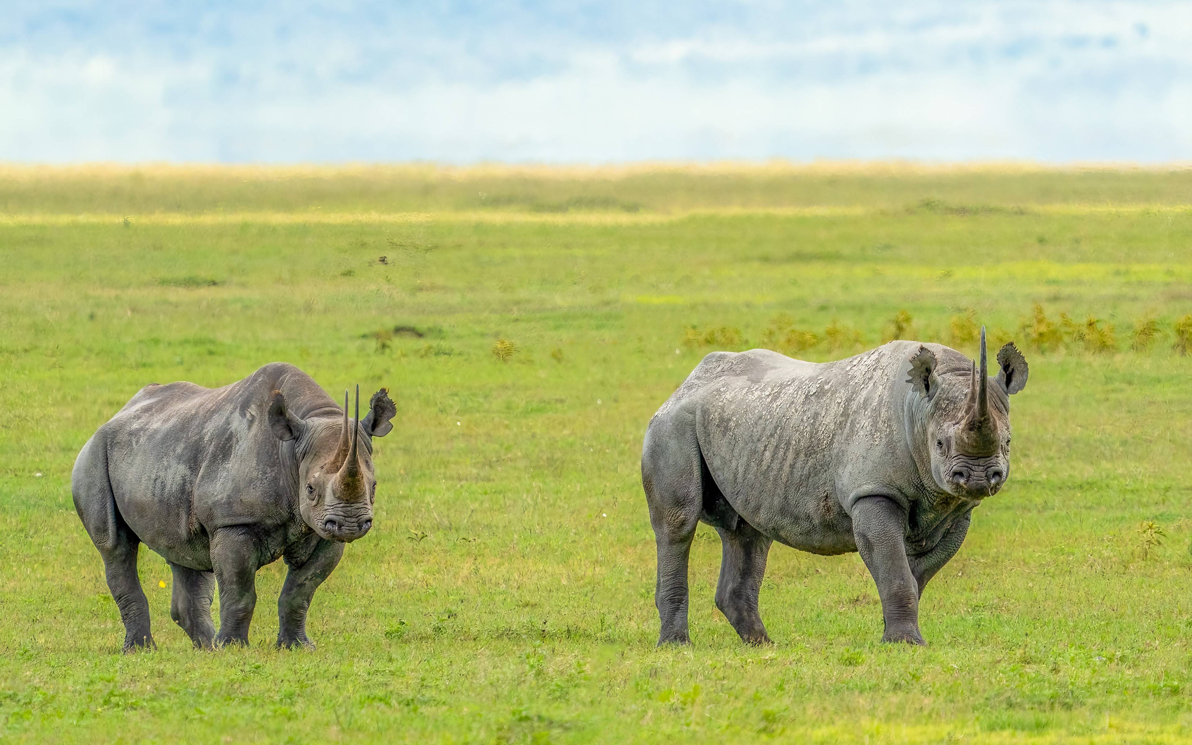 La marina rosa, los rinocerontes y los magníficos búfalos del lago Nakuru
