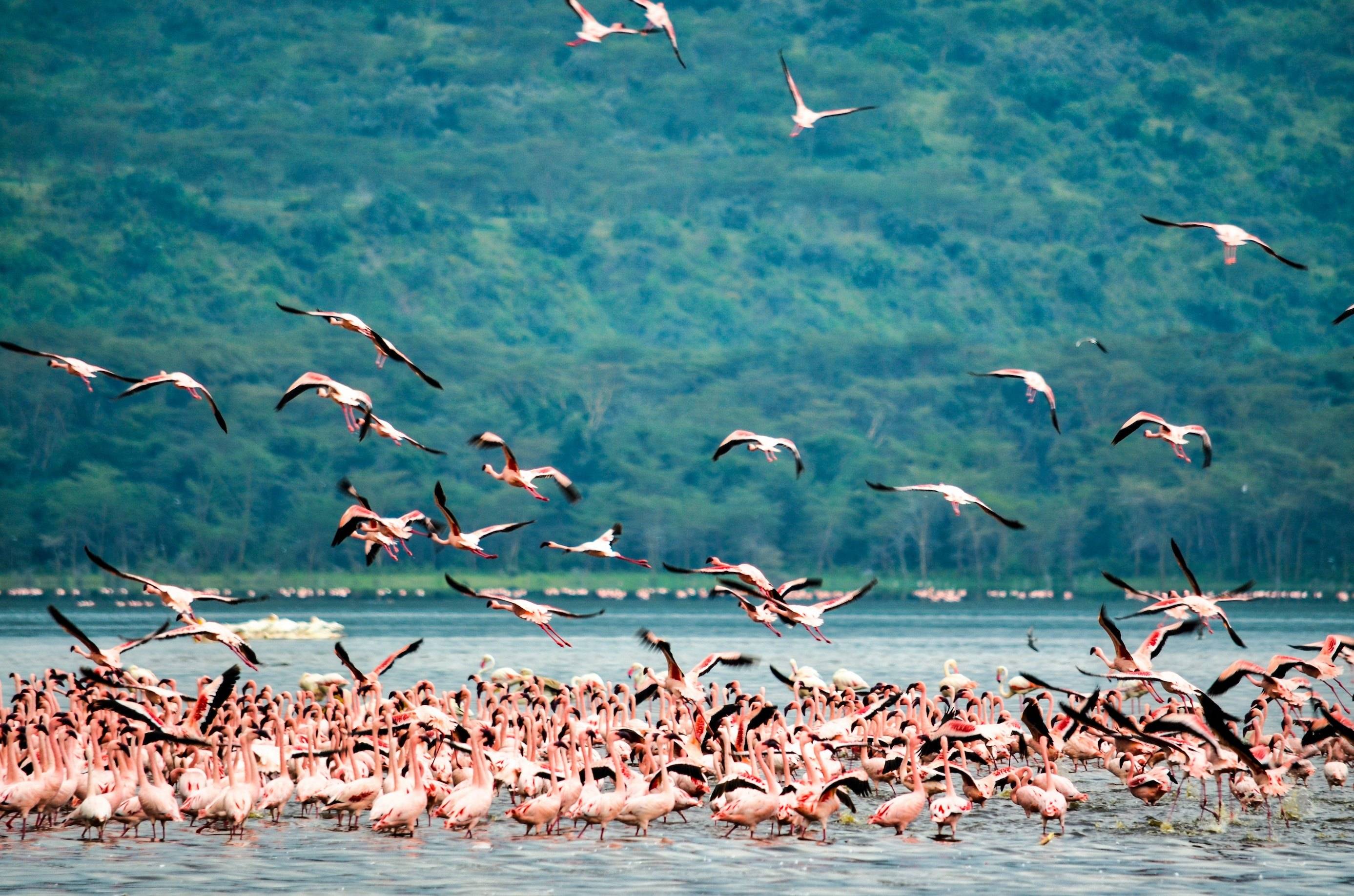 Descubre las aves del pantano y las hermosas mariposas en el lago Nakuru