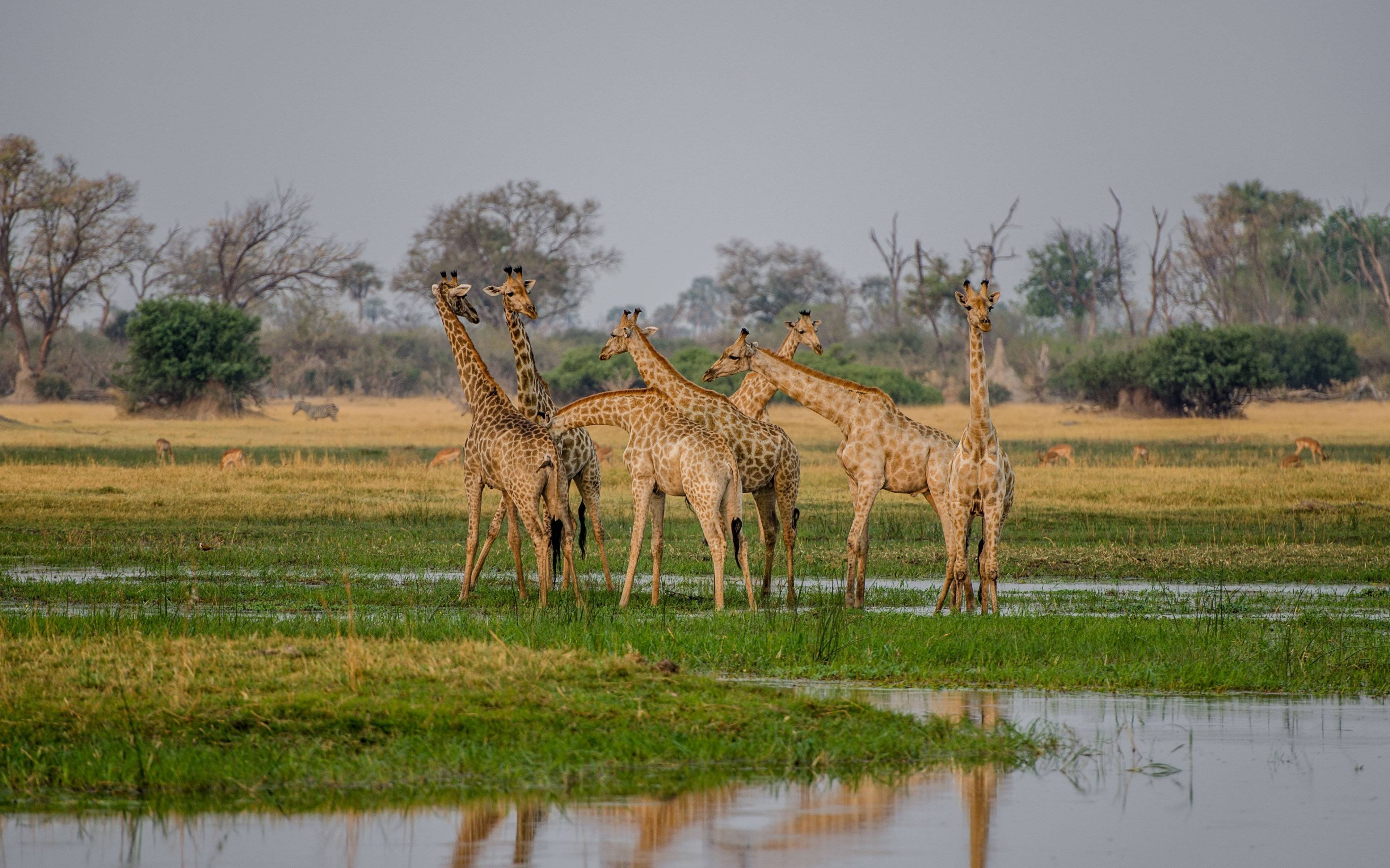 Jirafas, impalas y babuinos en el Parque Nacional Hell's Gate