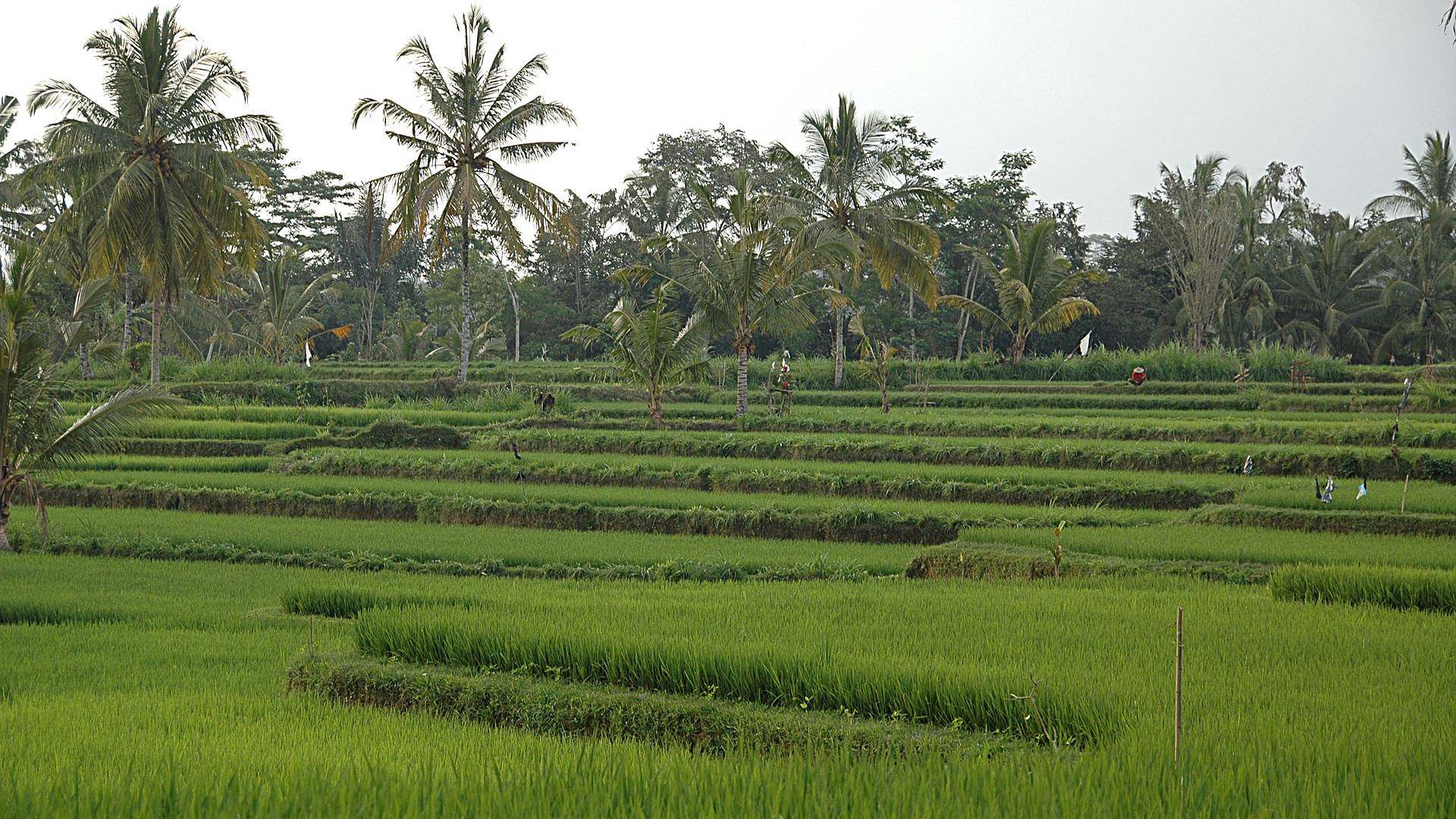 Heilige Quellen und Reisfelder
