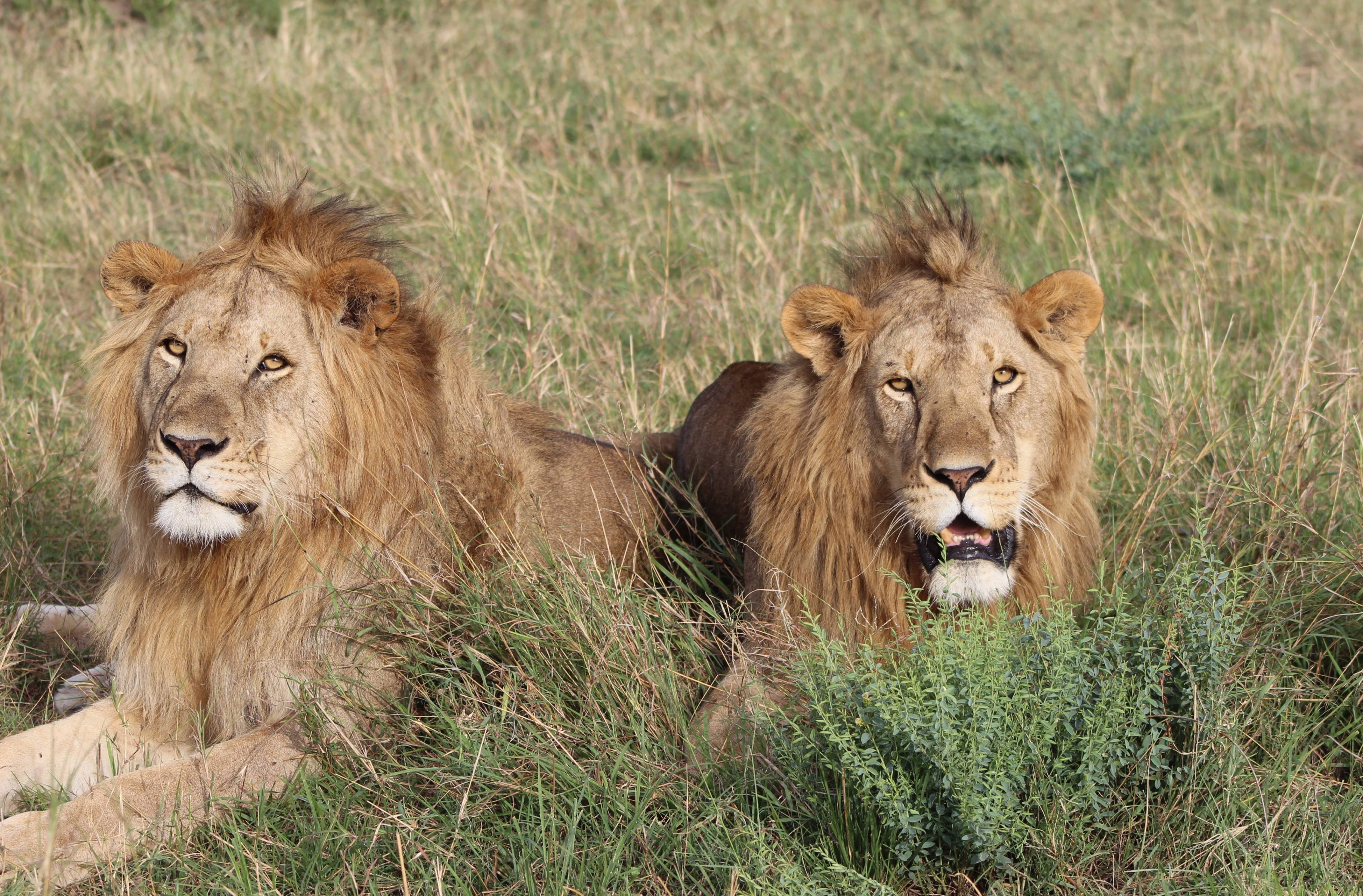 Tras los cinco grandes y otros animales salvajes africanos en Maasai Mara