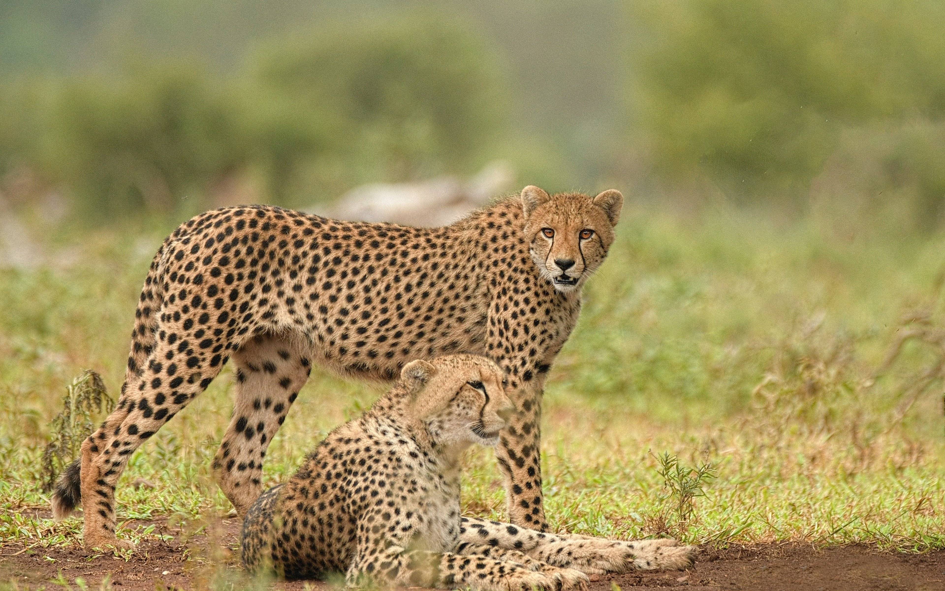 La tierra de los veloces guepardos, las astutas hienas y los astutos antílopes de las llanuras del Serengueti