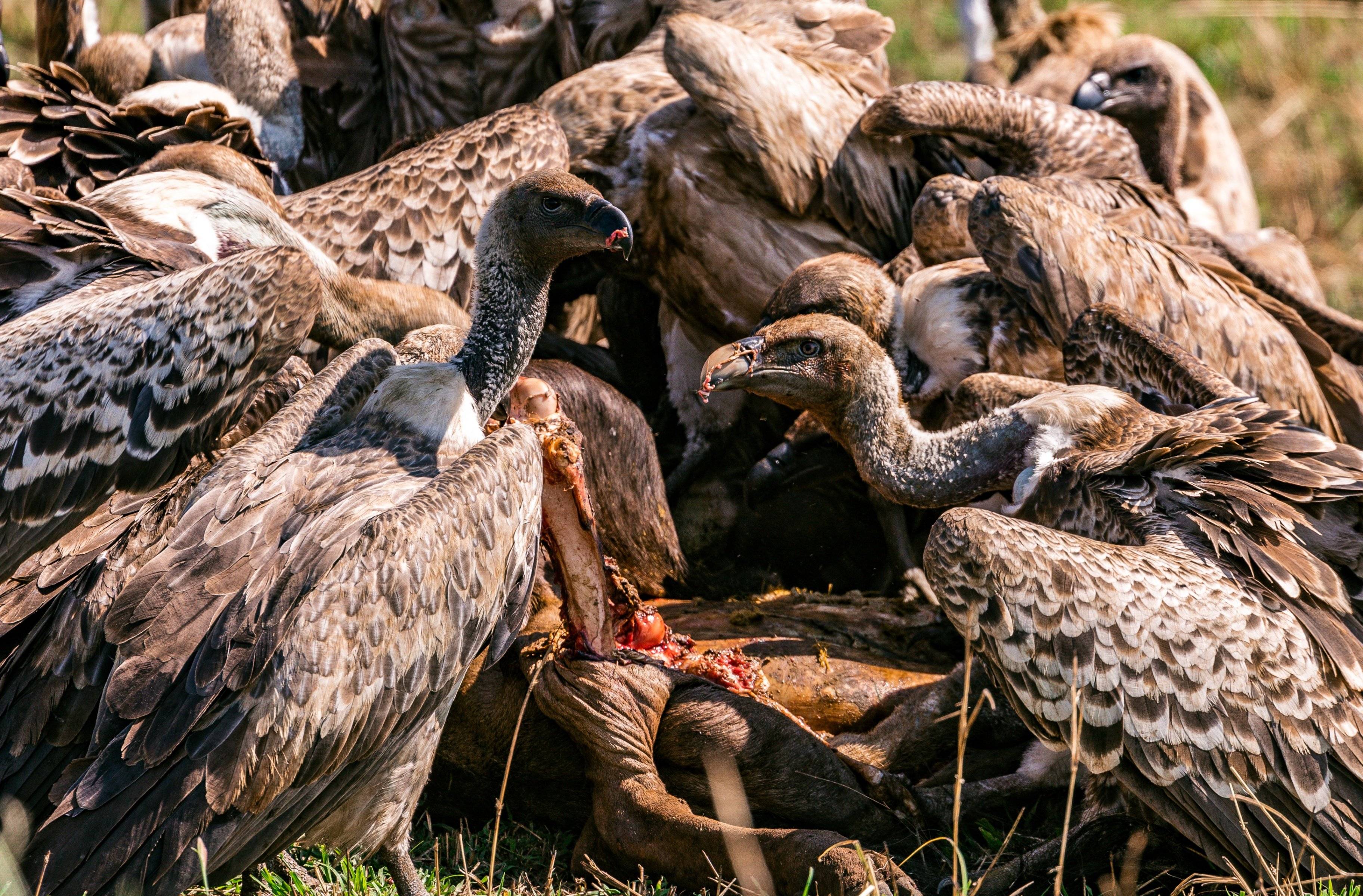 Ser testigo de las eternas guerras entre carnívoros y herbívoros en el Serengueti
