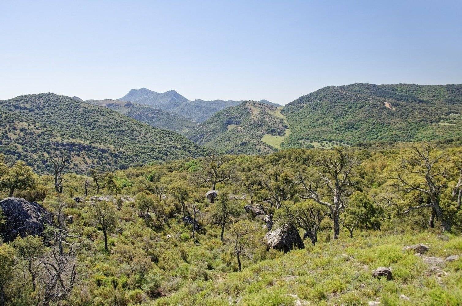 Le Parc naturel d'Alcornocales